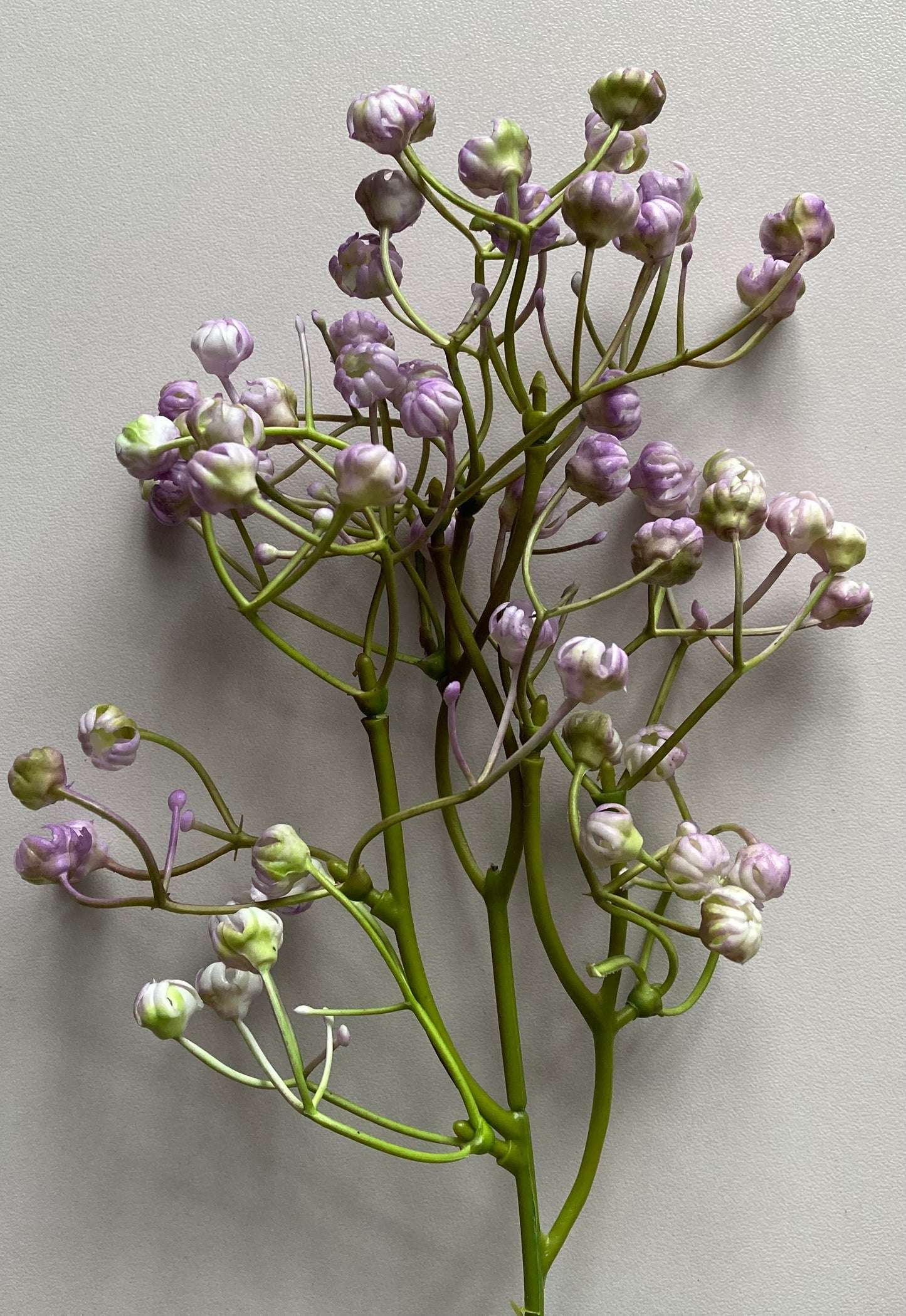 6 Purple Baby's Breath Bunch