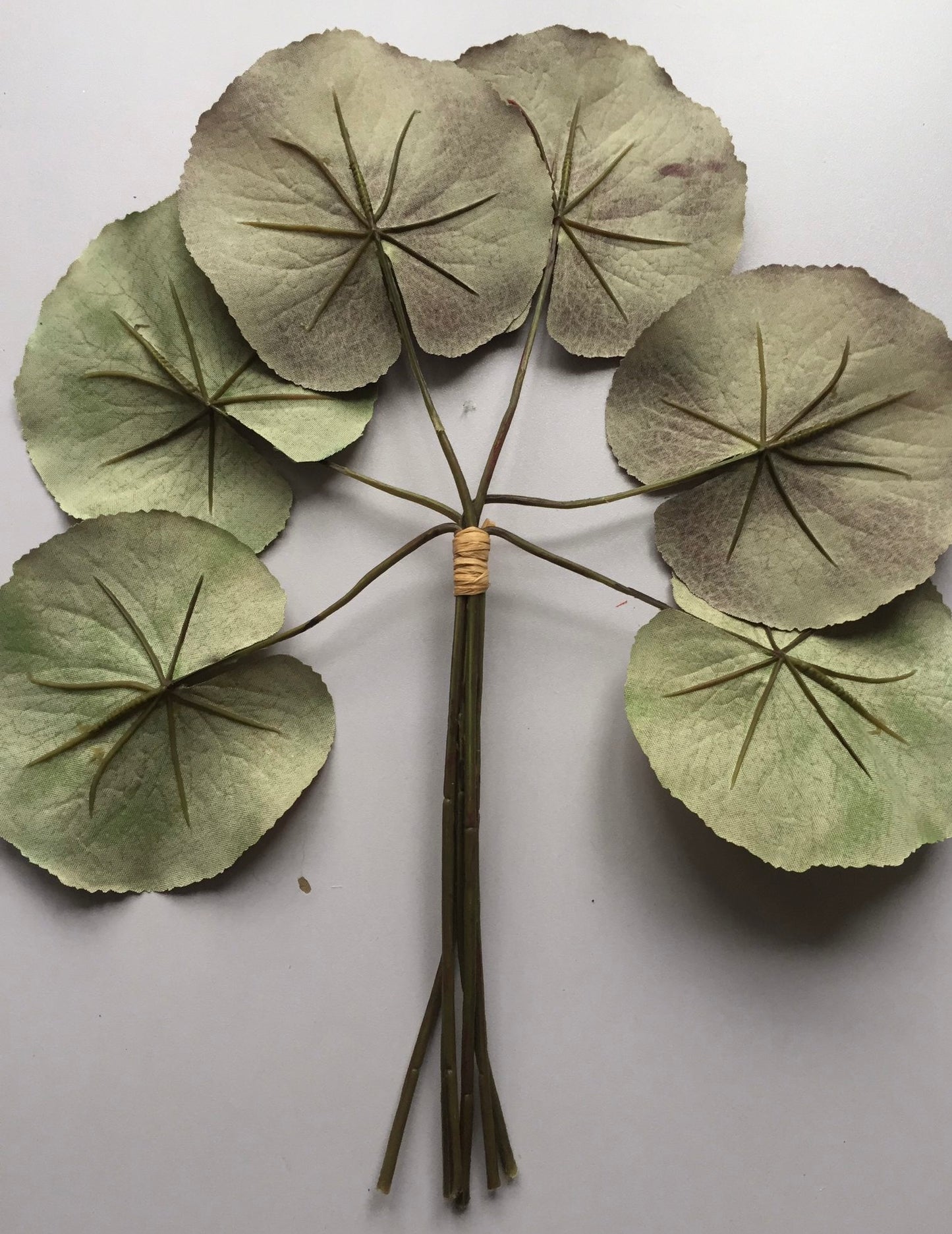 6 Purple Galax Leaf Bunch