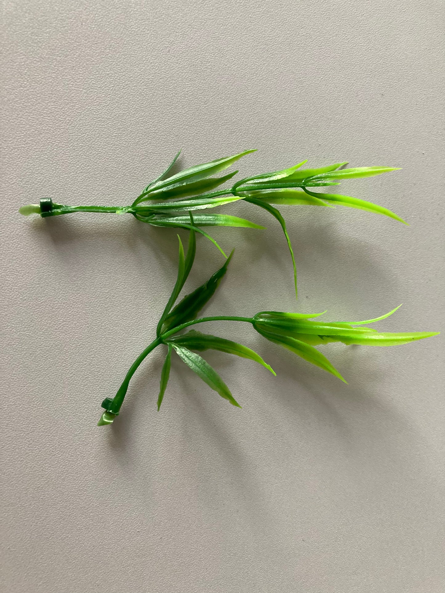 Two Toned Grass Bush