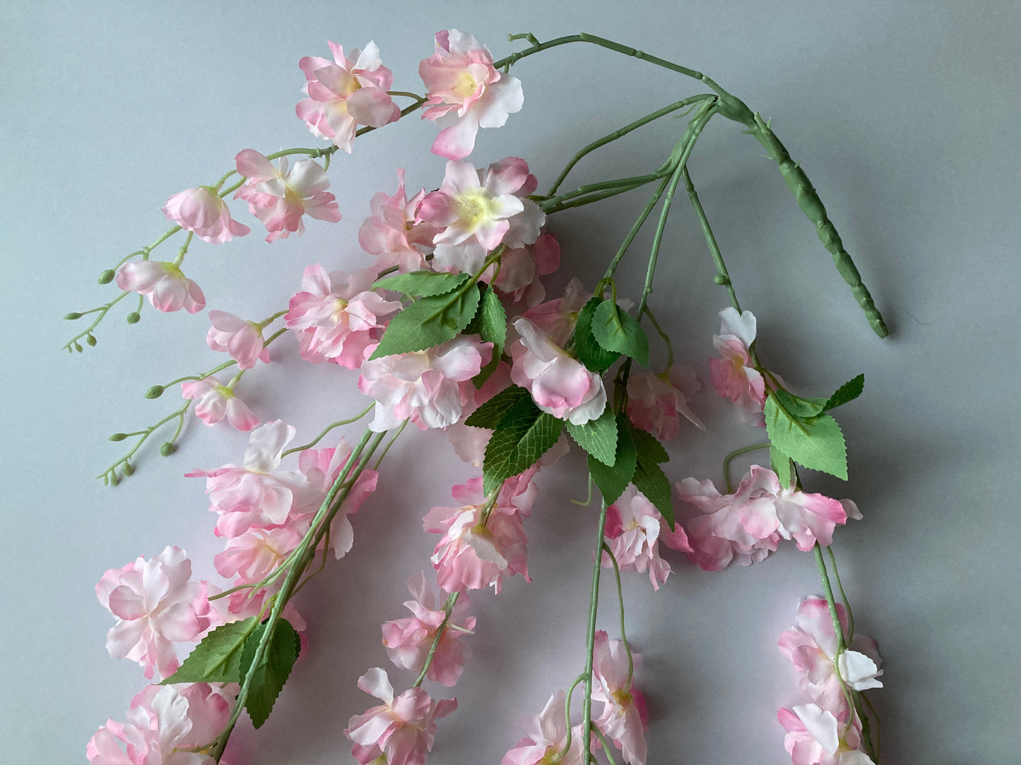 Pink Delphinium Trailing