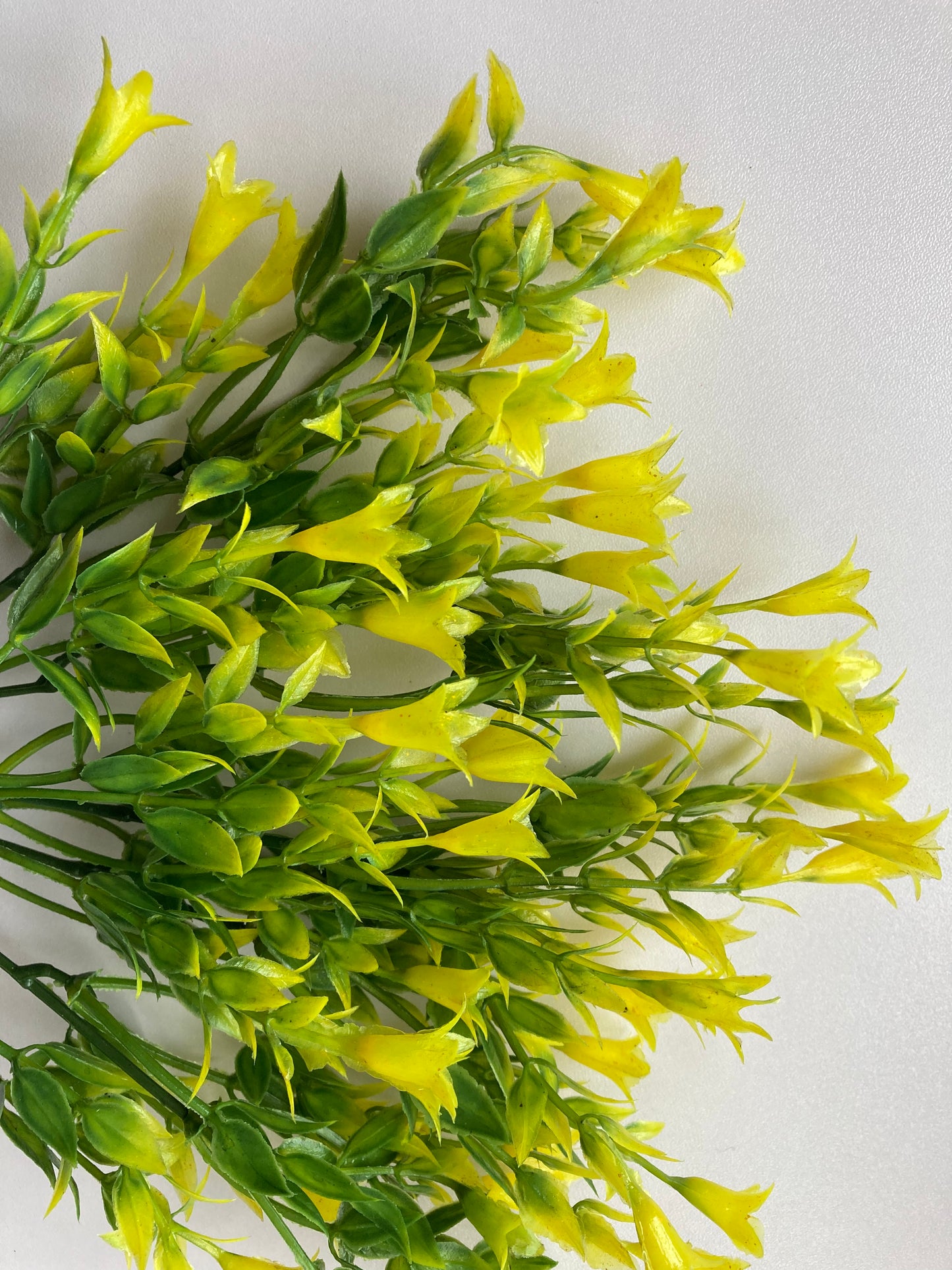 Yellow Wild Lily Flower Foliage