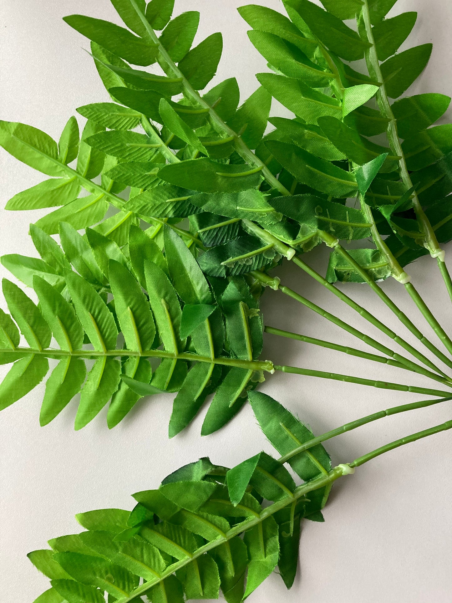 Budget Fern Bunch