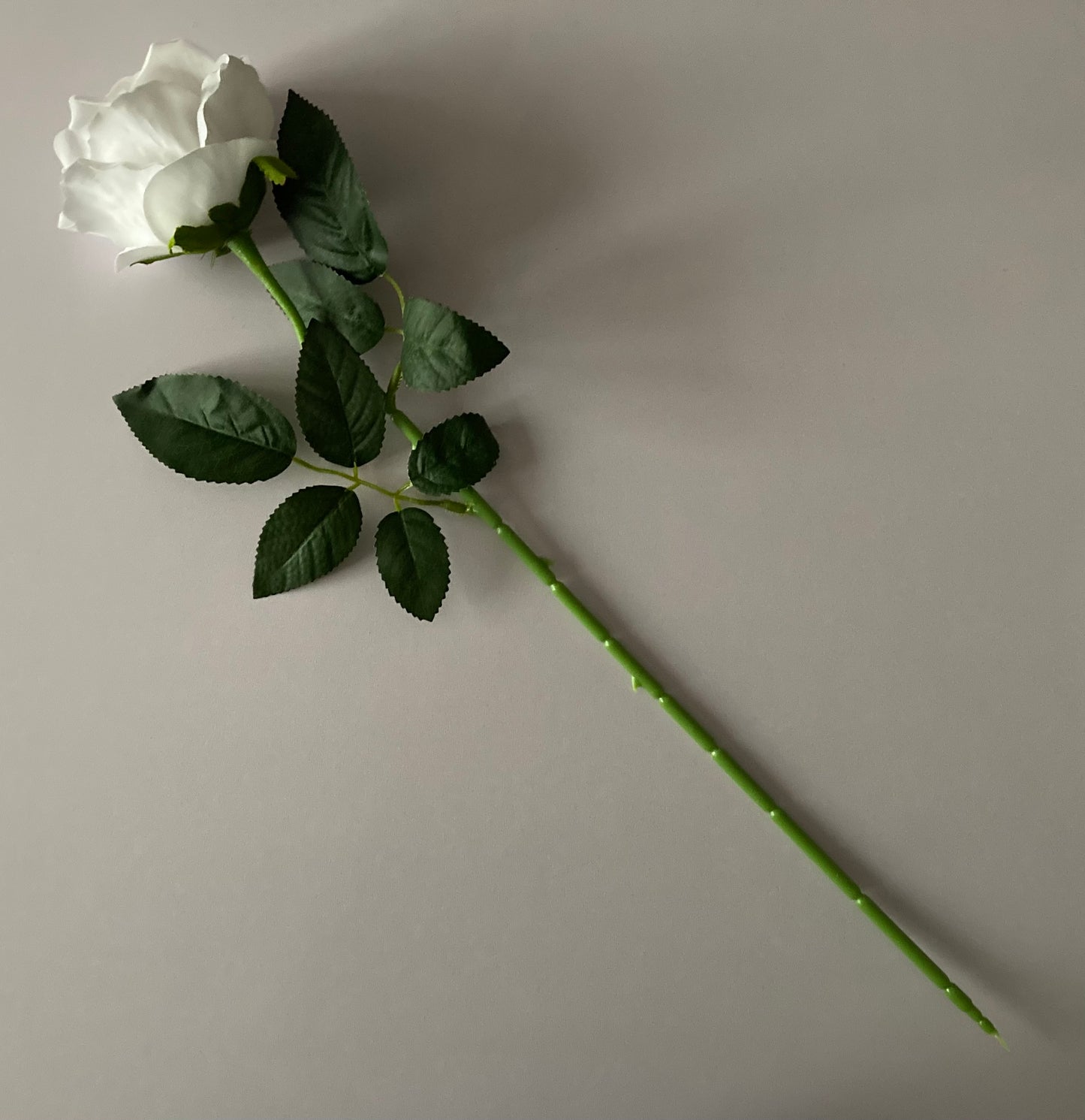 Velvet White Rose