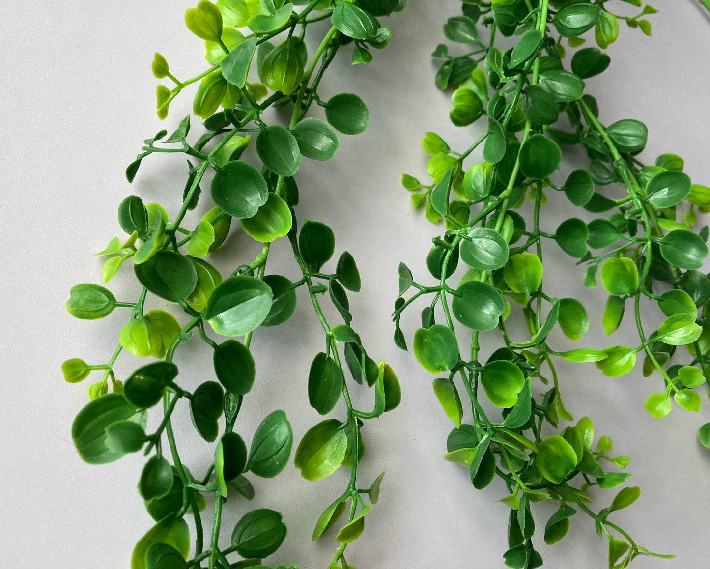 Trailing Leaves