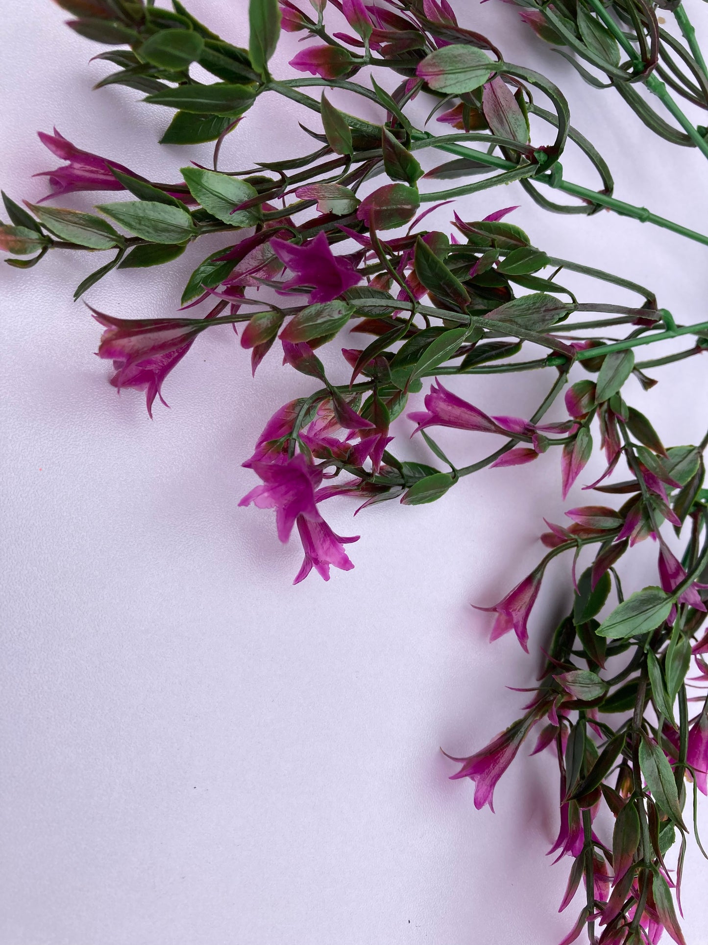 Mauve Wild Lily Flower Foliage