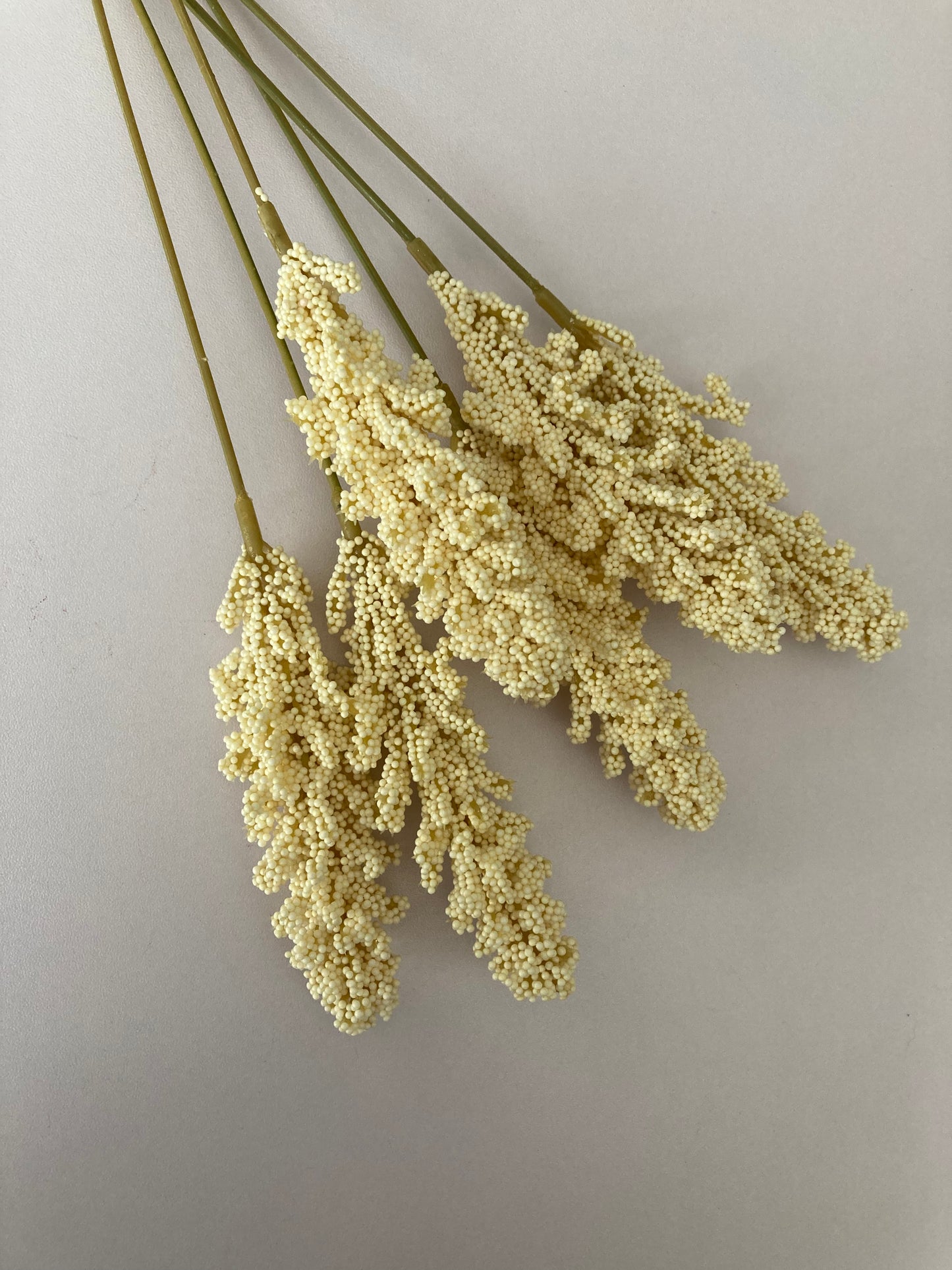 Cream Seeded Astilbe