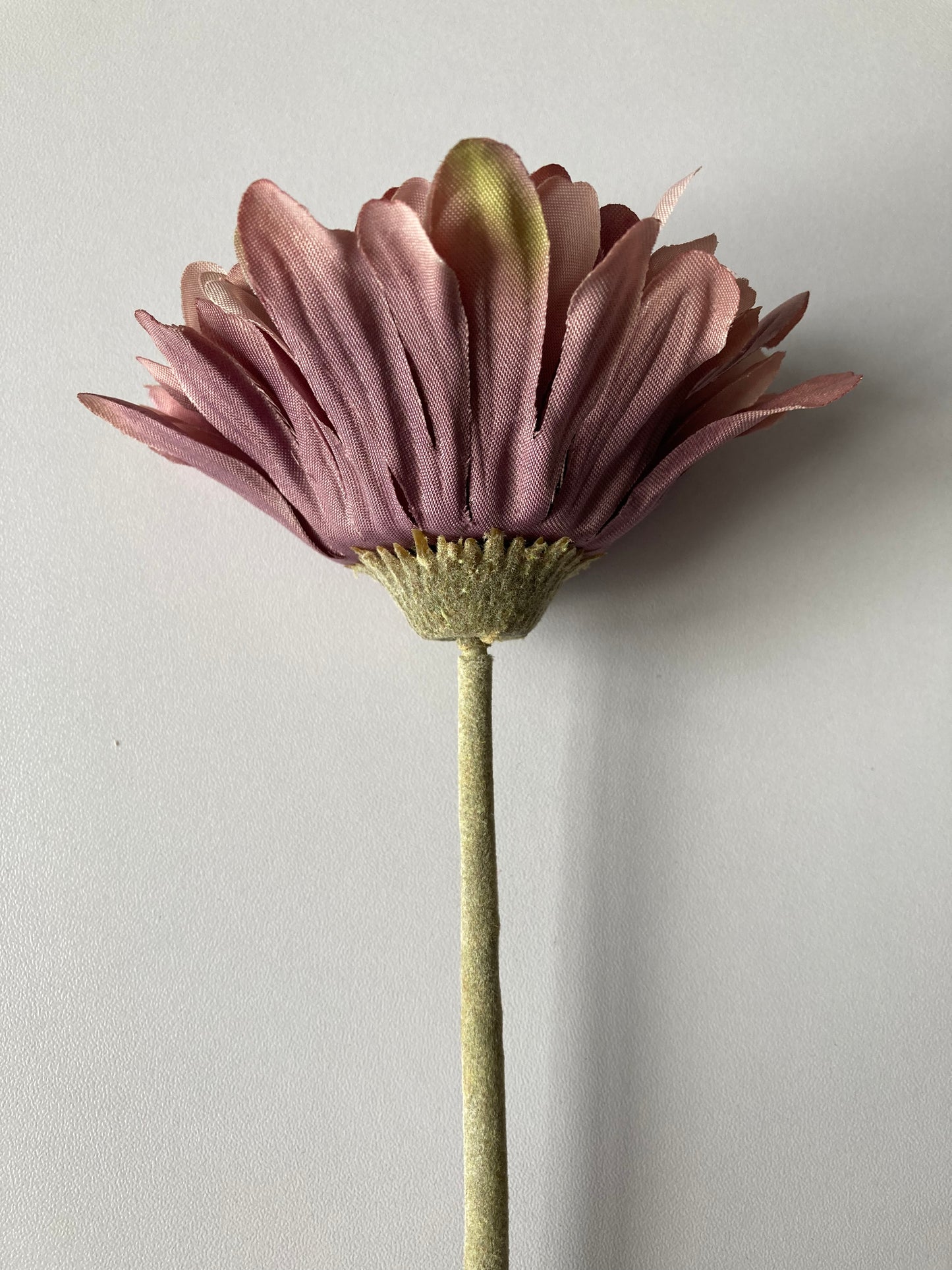 Mauve Gerbera