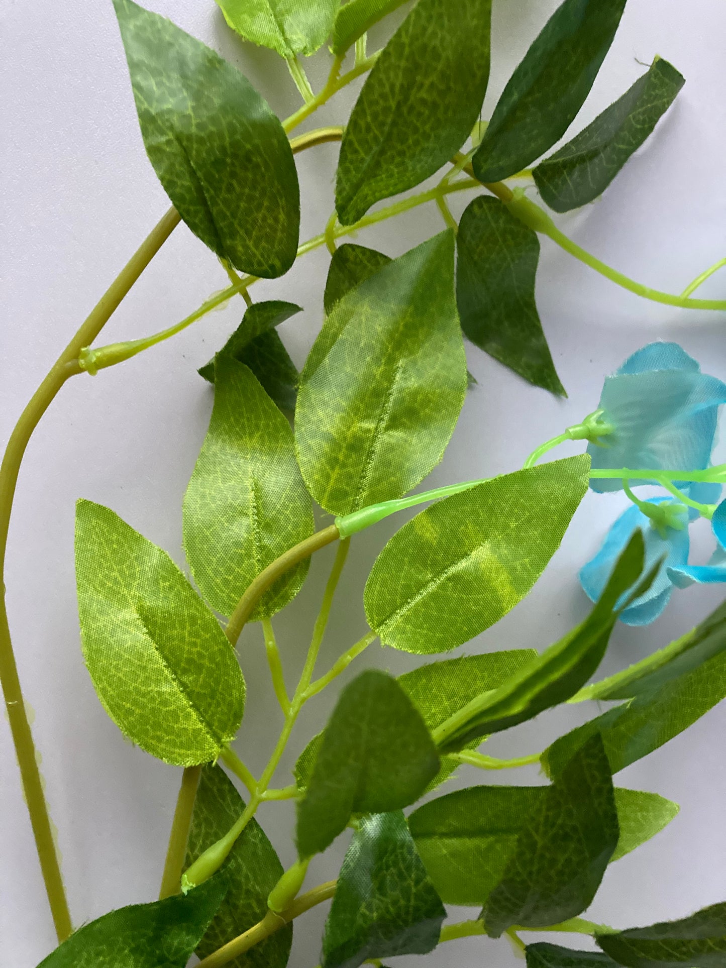 Blue Wisteria Trailing