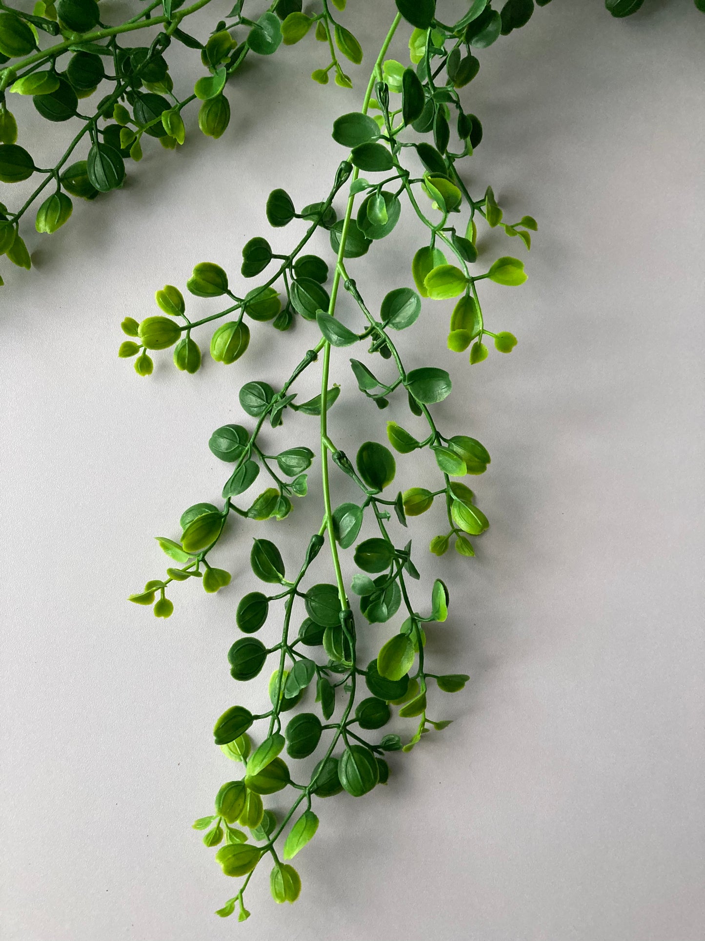 Trailing Leaves