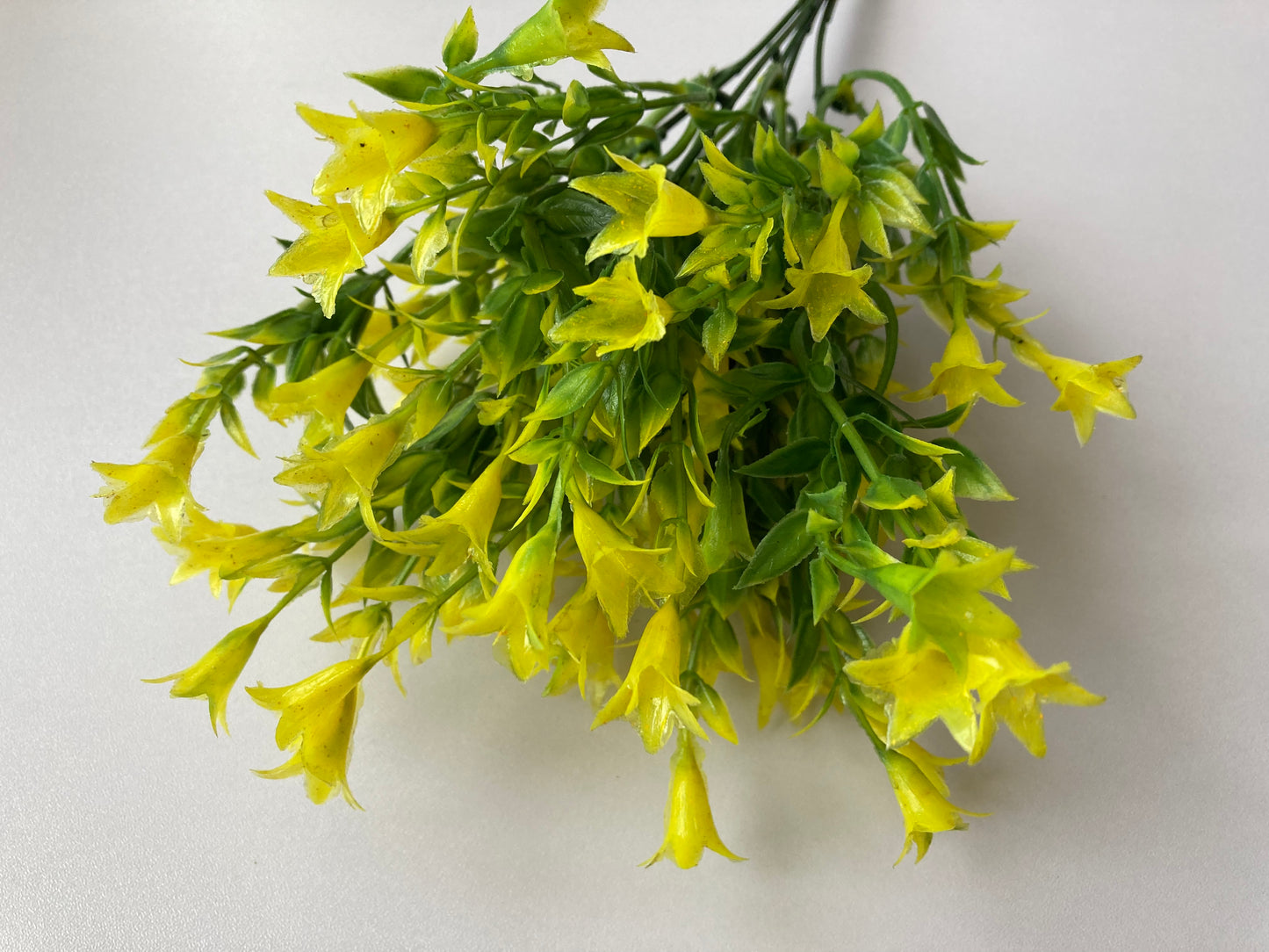 Yellow Wild Lily Flower Foliage