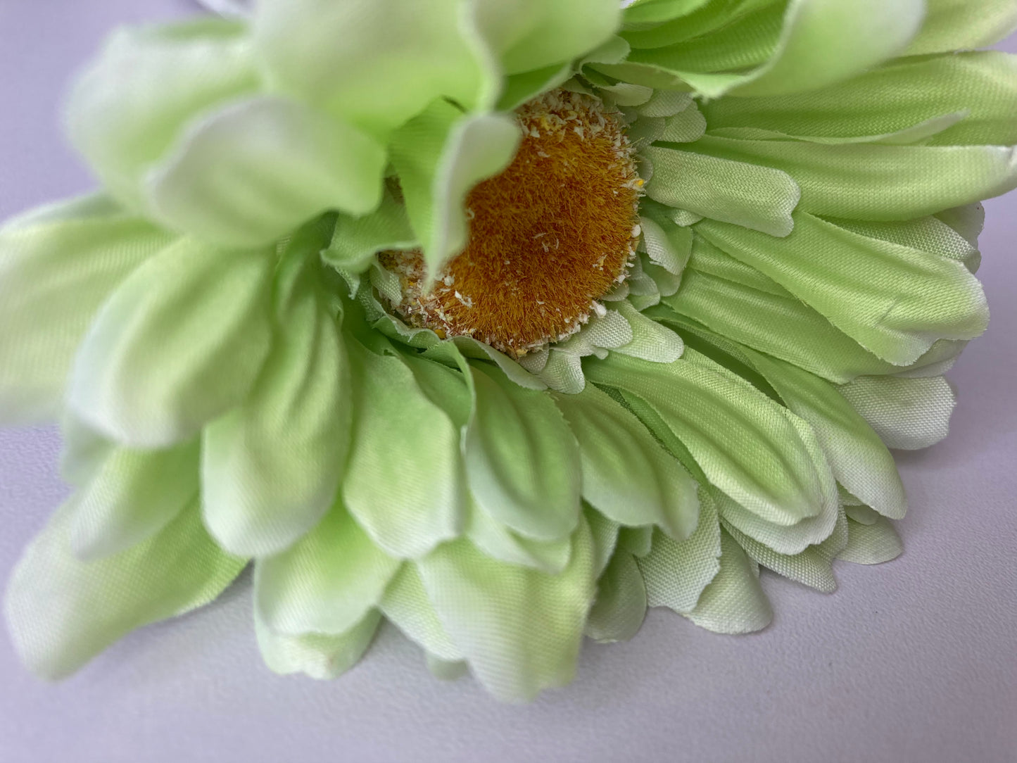 Lime Green Gerbera