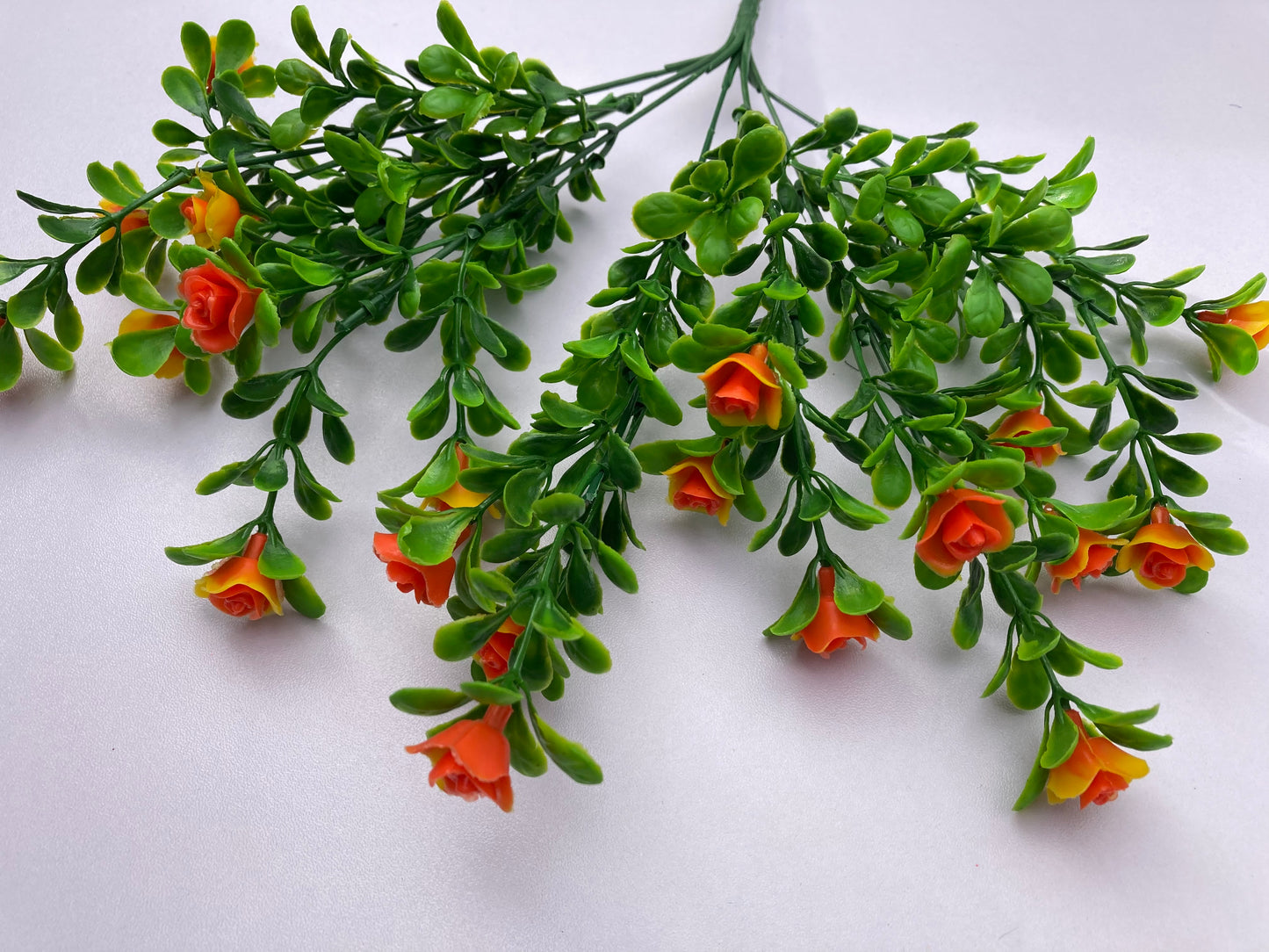 Orange Small Rose Bush