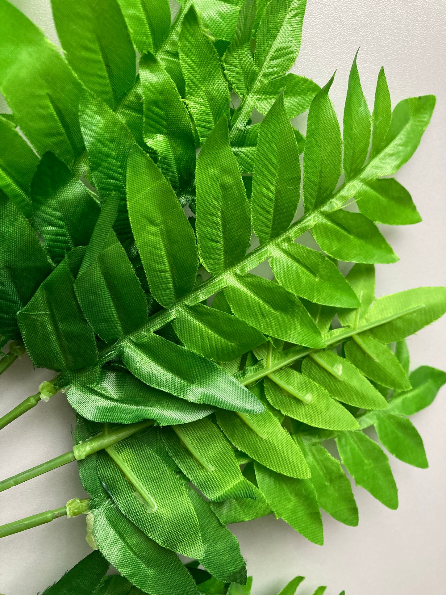 Budget Fern Bunch