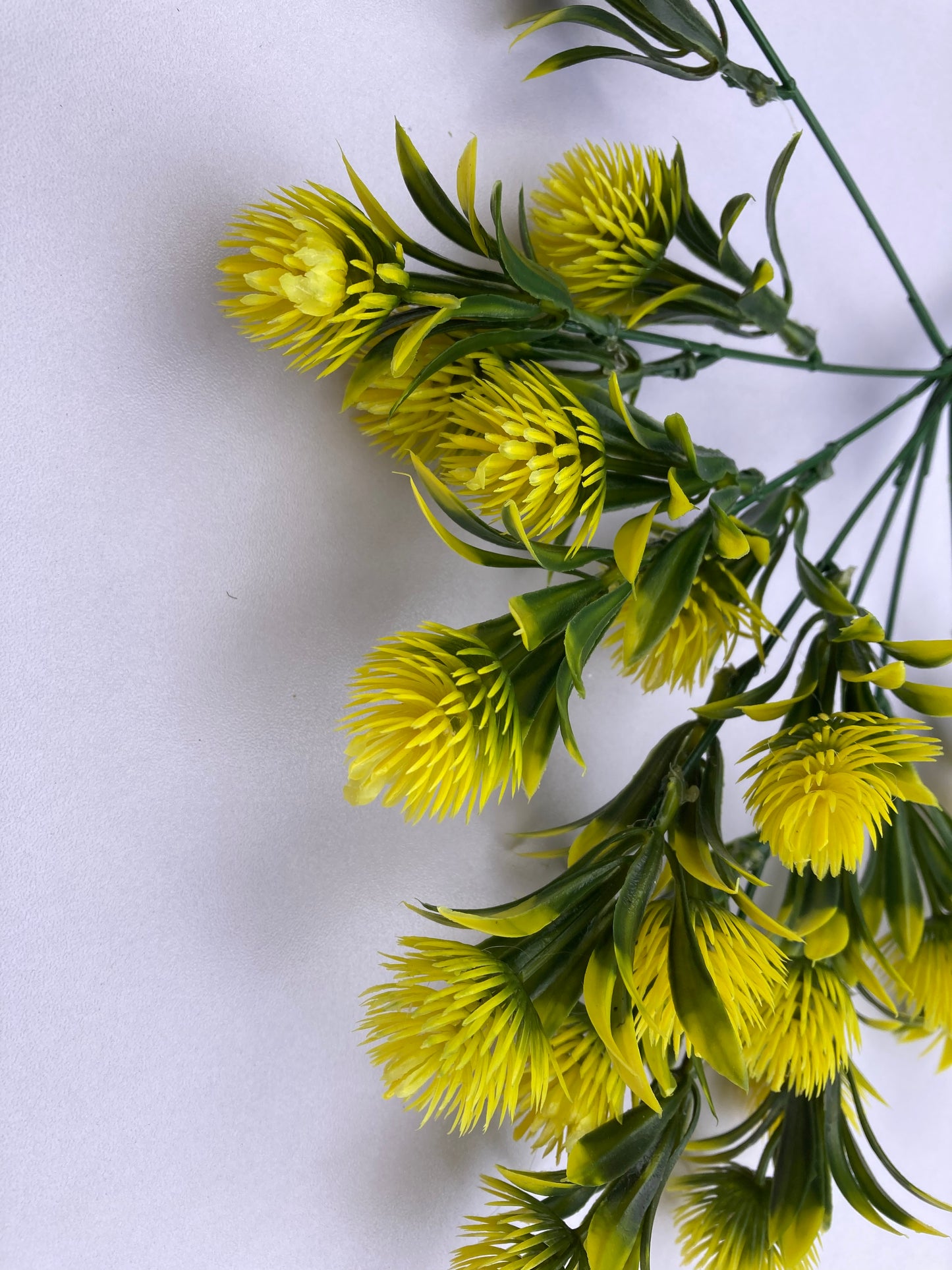 Yellow Thistle Bunch
