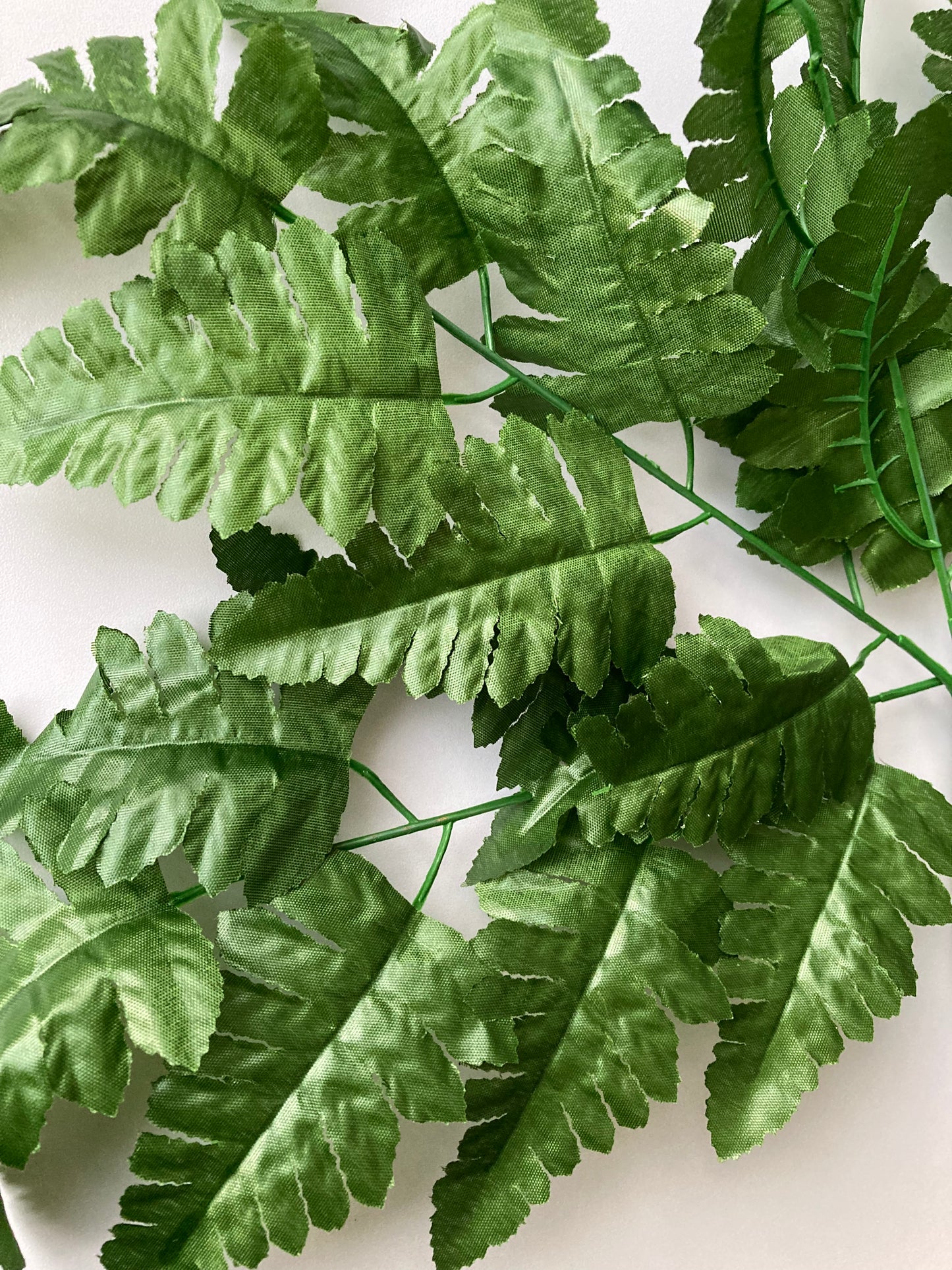 Leather Fern Bush