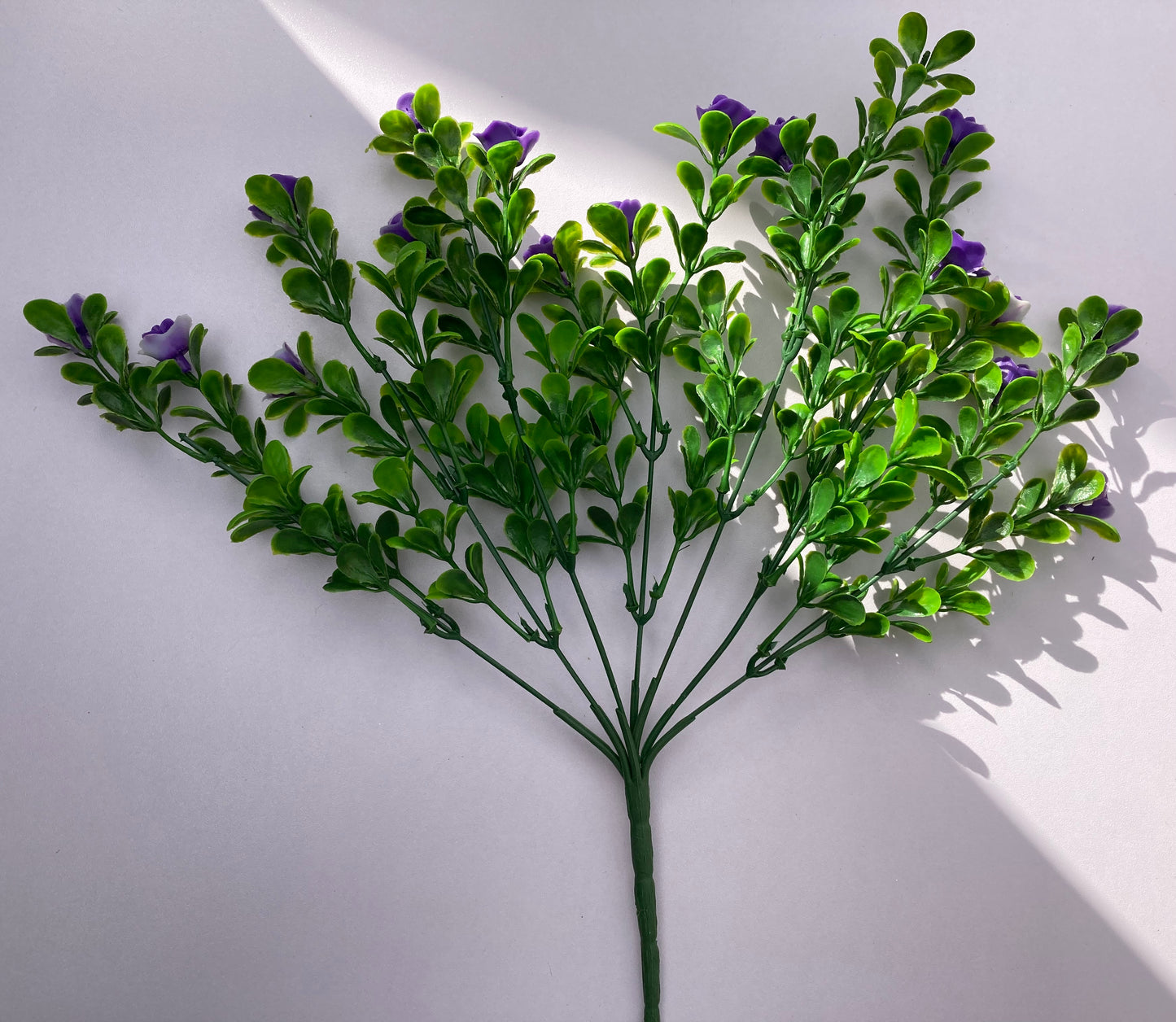 Purple Small Rose Bush