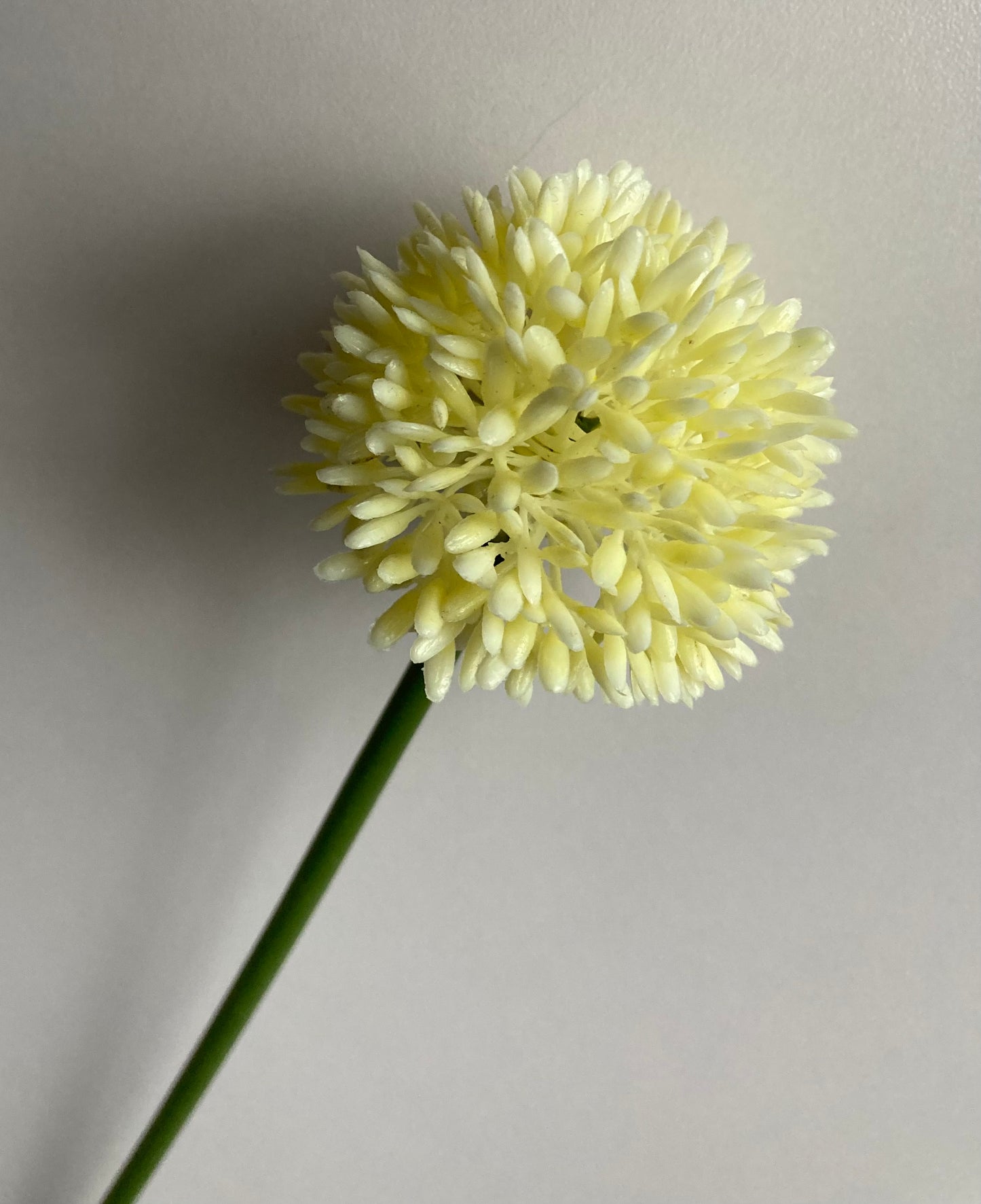 Cream Allium