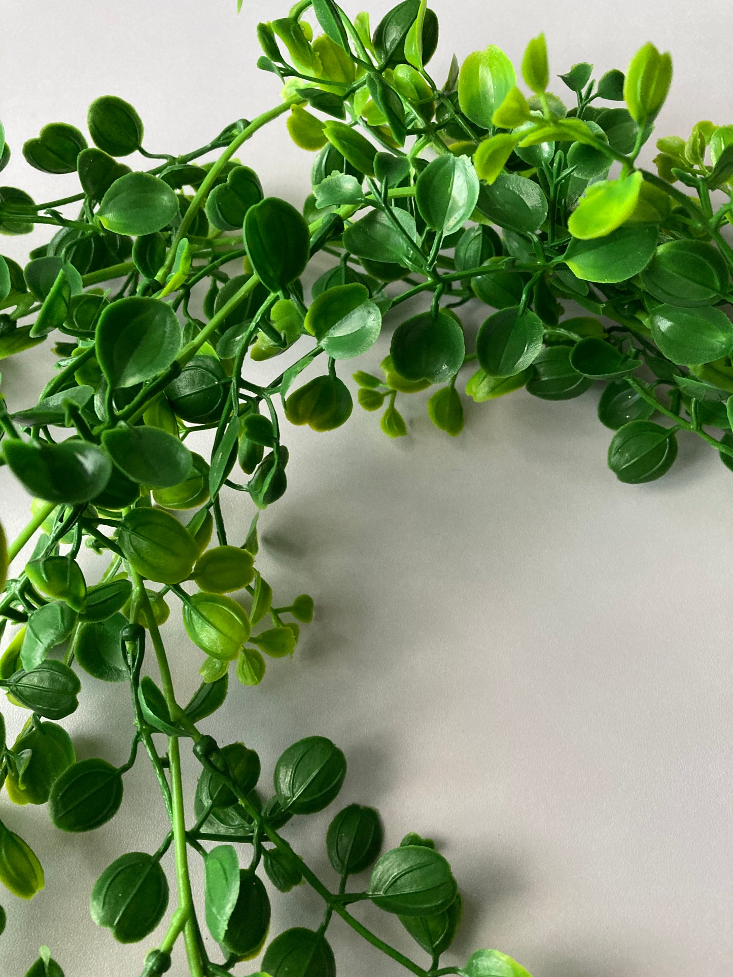 Trailing Leaves