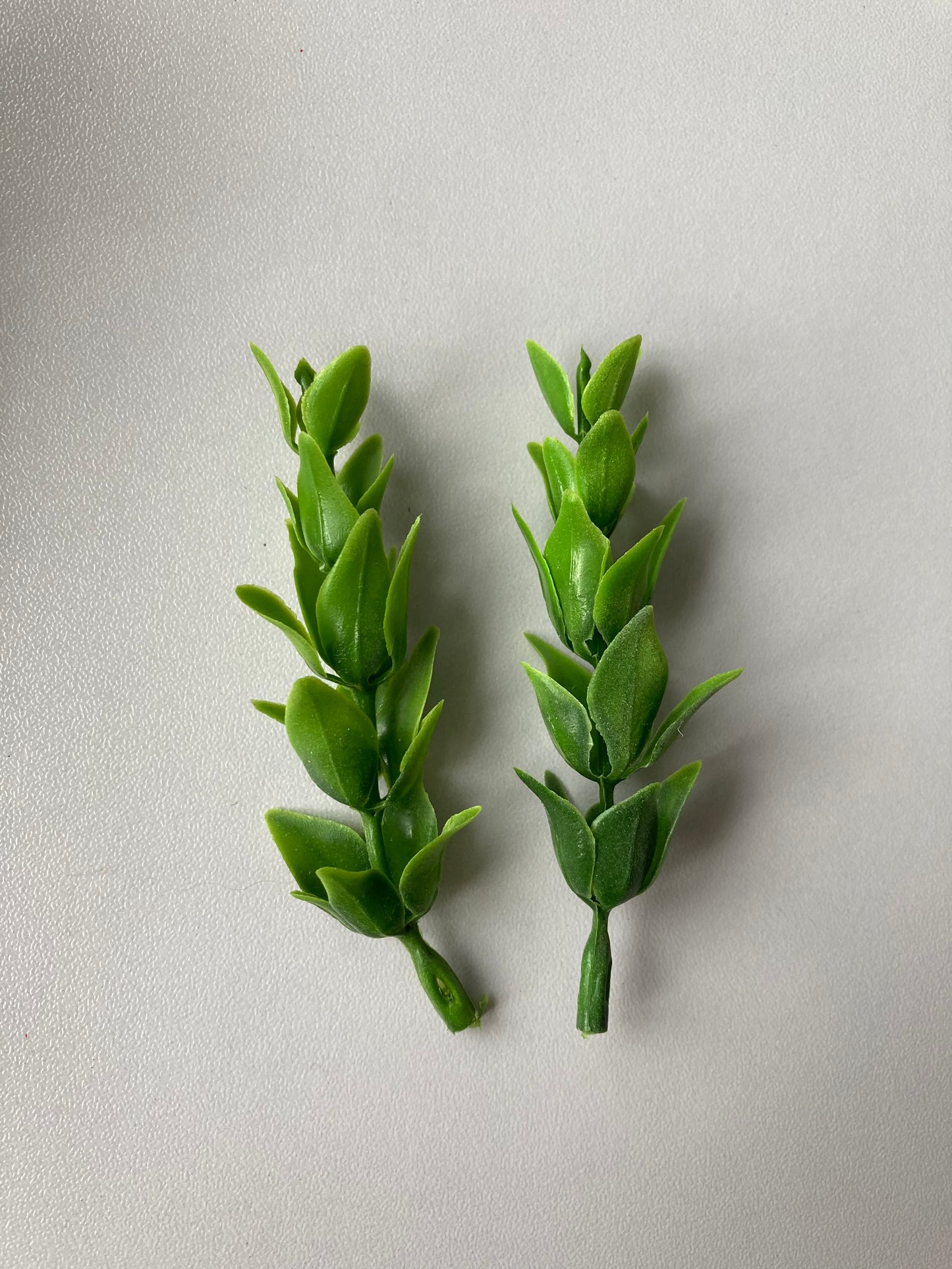 Two Toned Boxwood Foliage