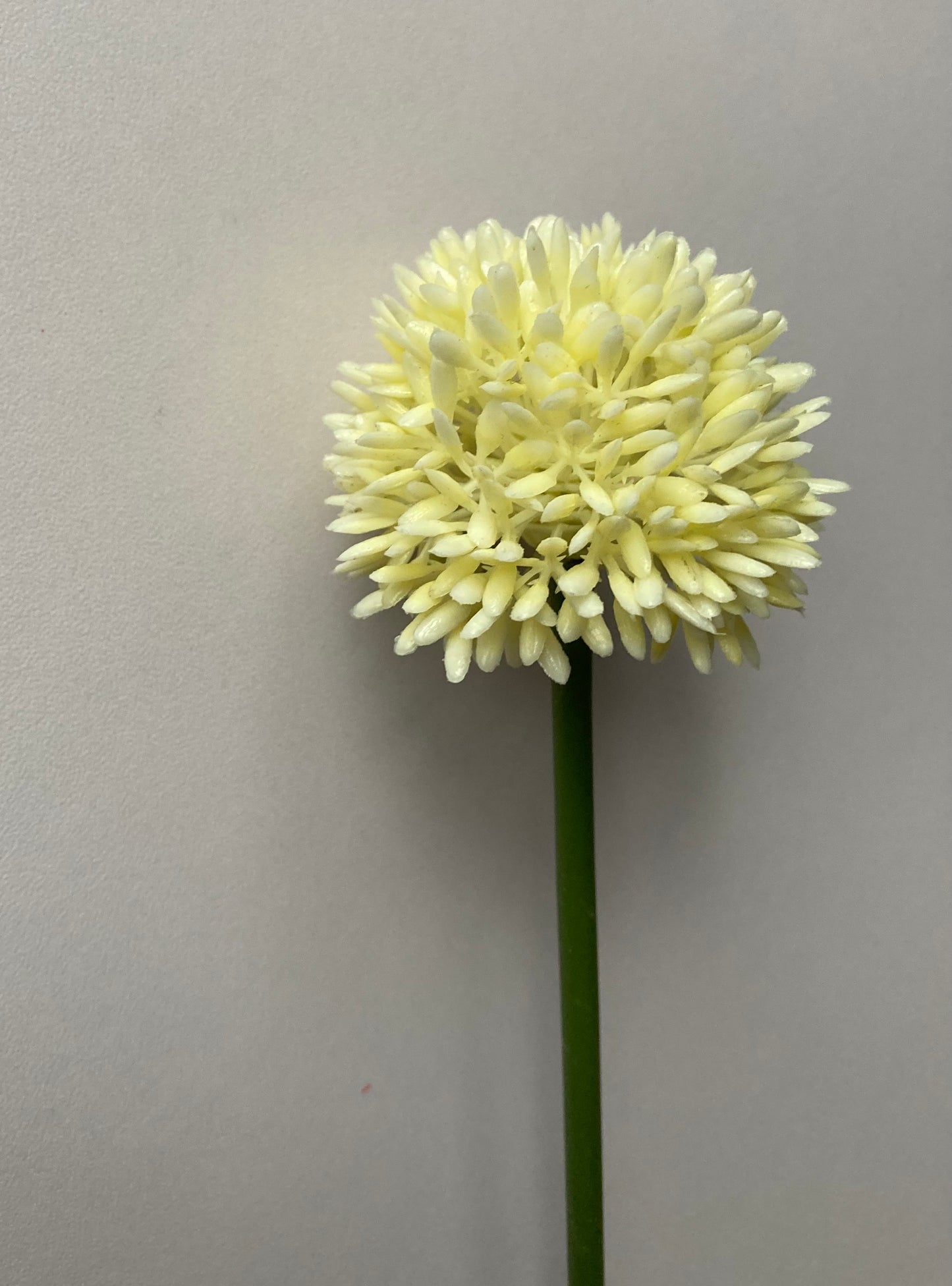 Cream Allium