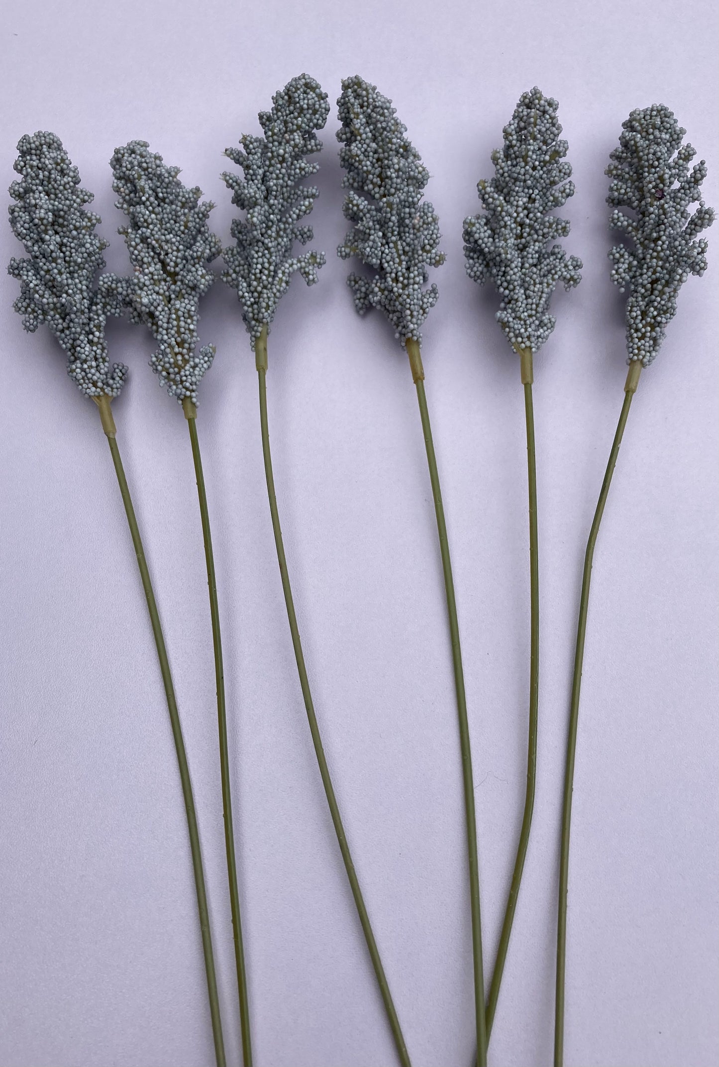 Seeded Grey Astilbe
