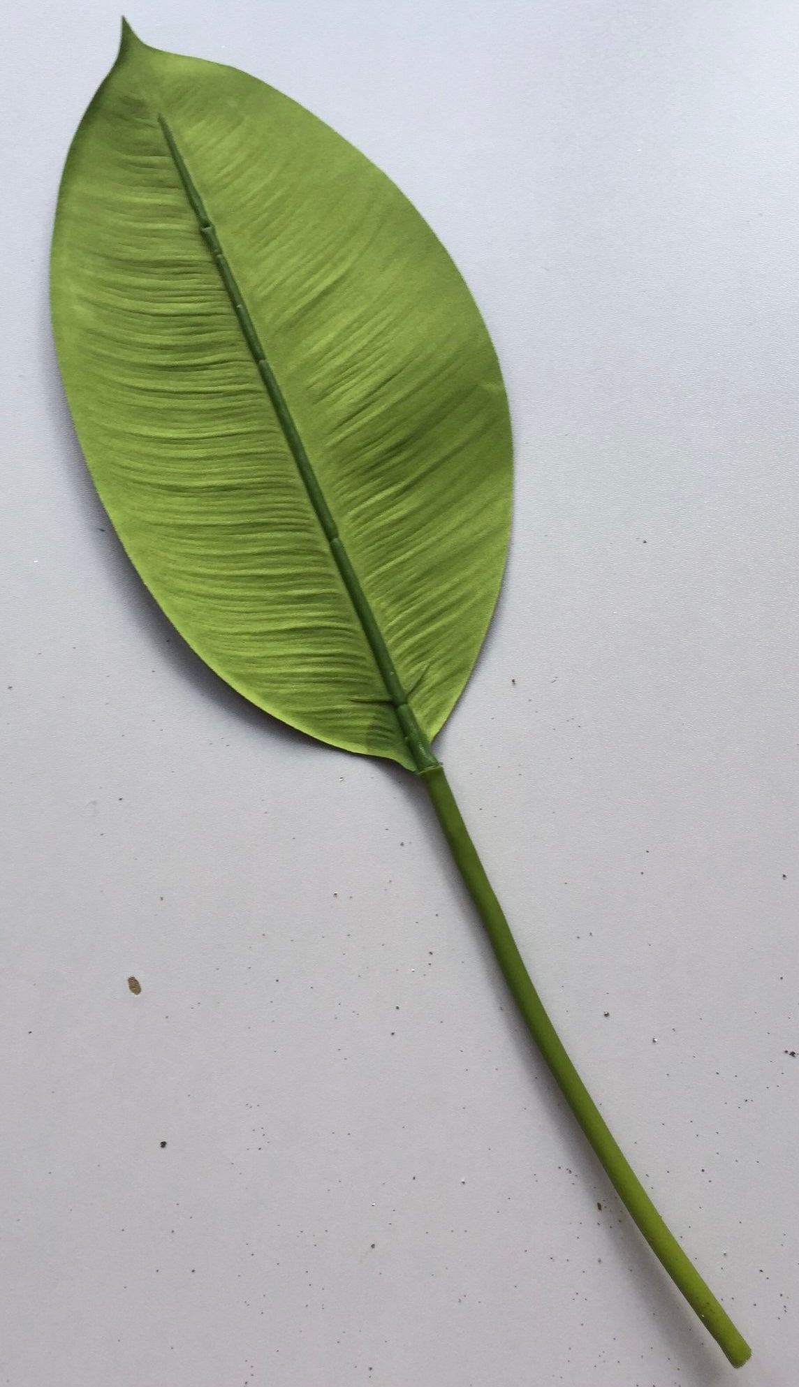 Orchid Leaf