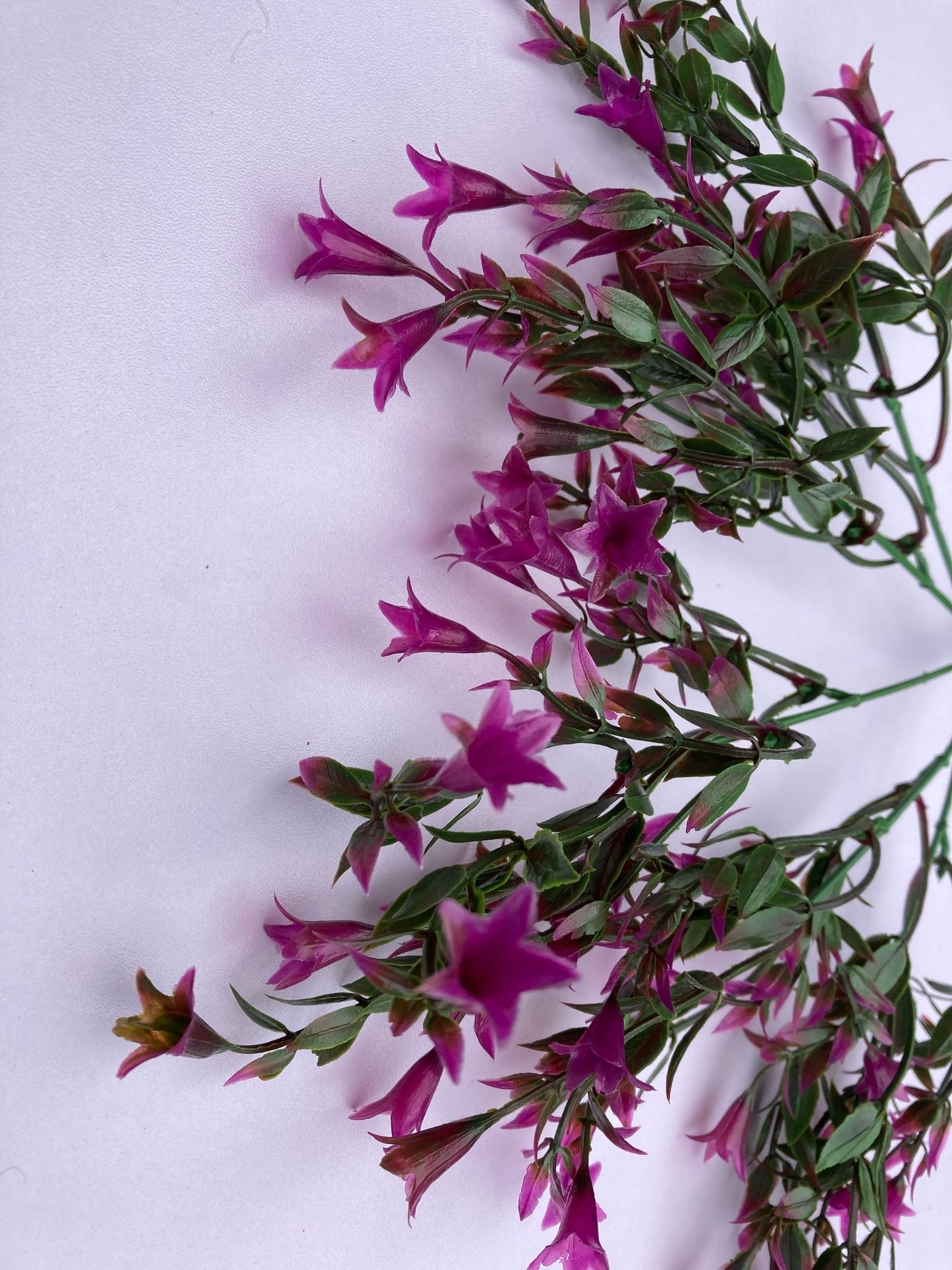 Mauve Wild Lily Flower Foliage
