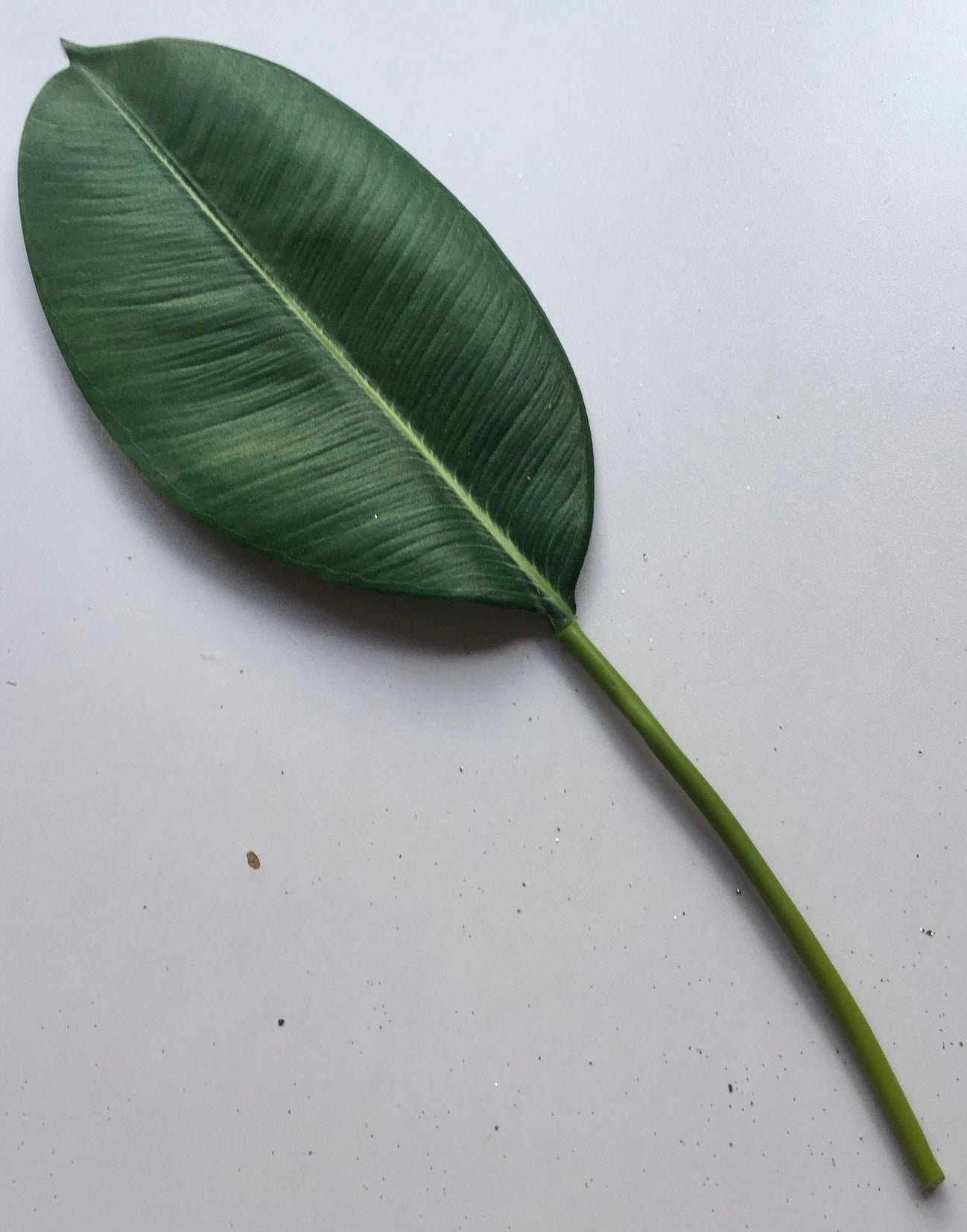 Orchid Leaf