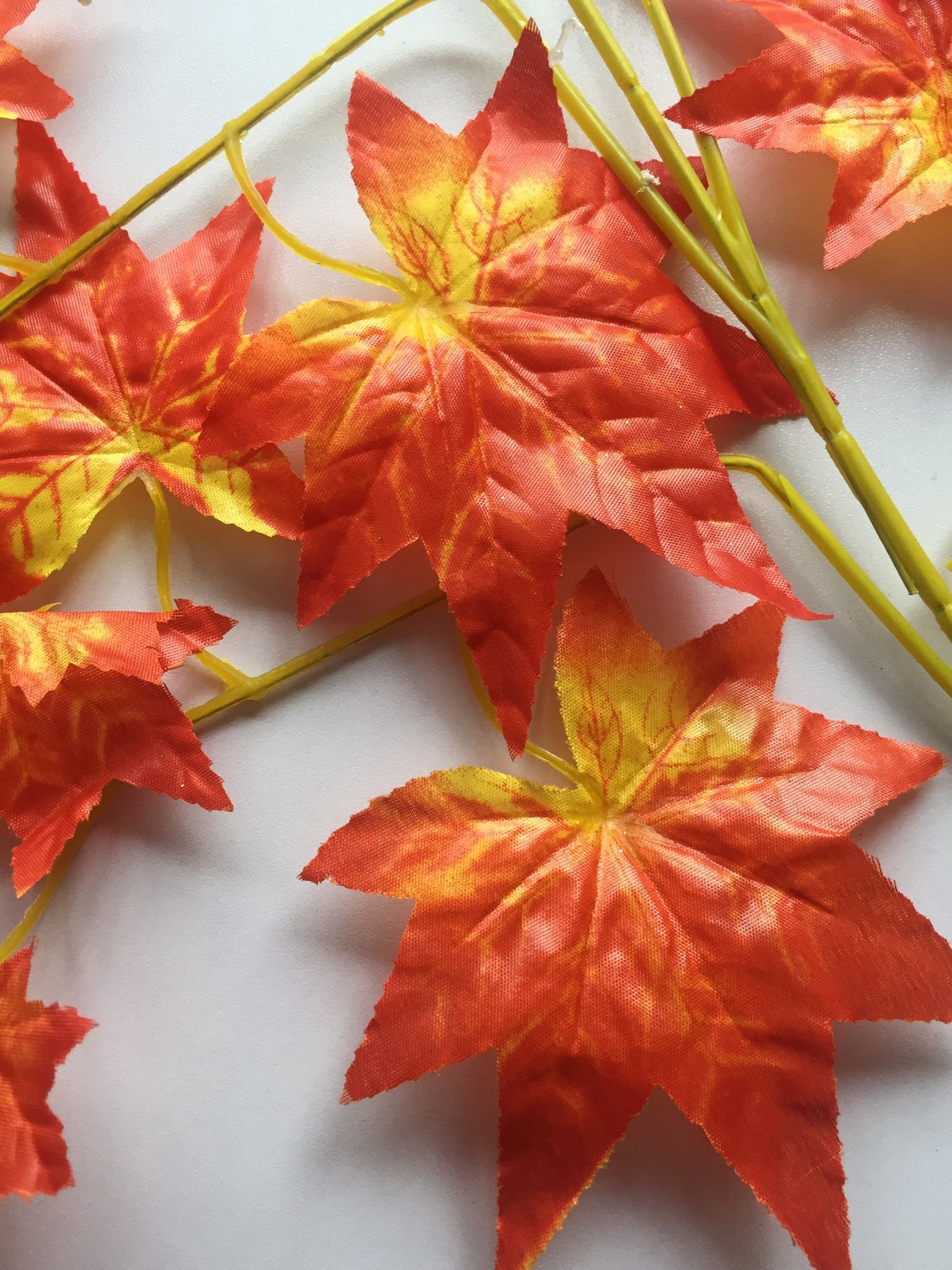 Orange Maple Leaves