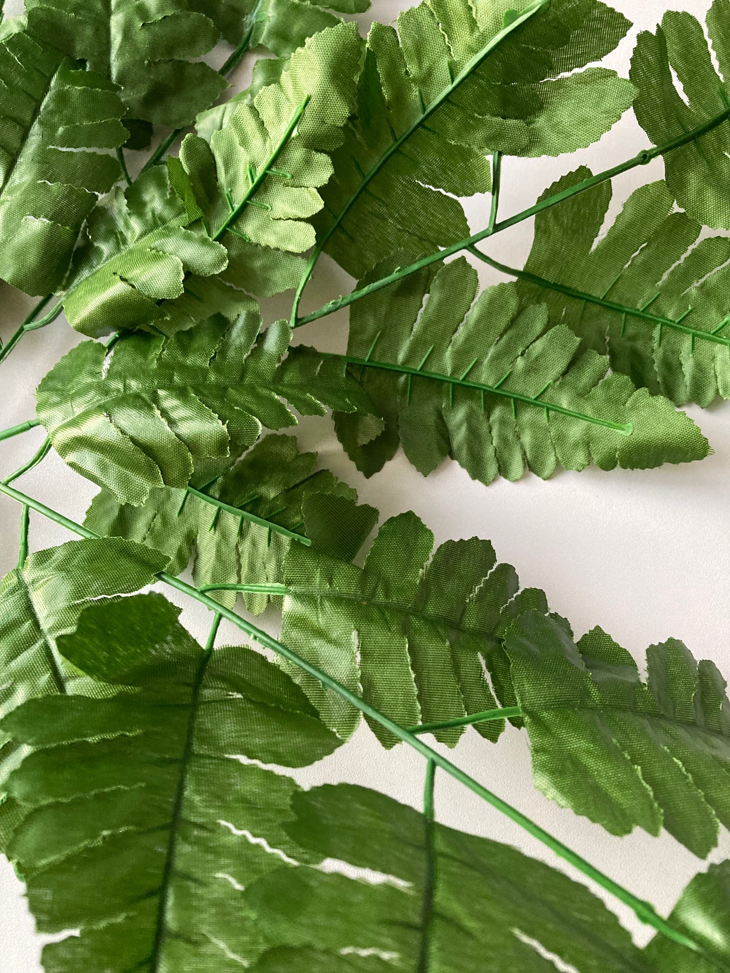 Leather Fern Bush
