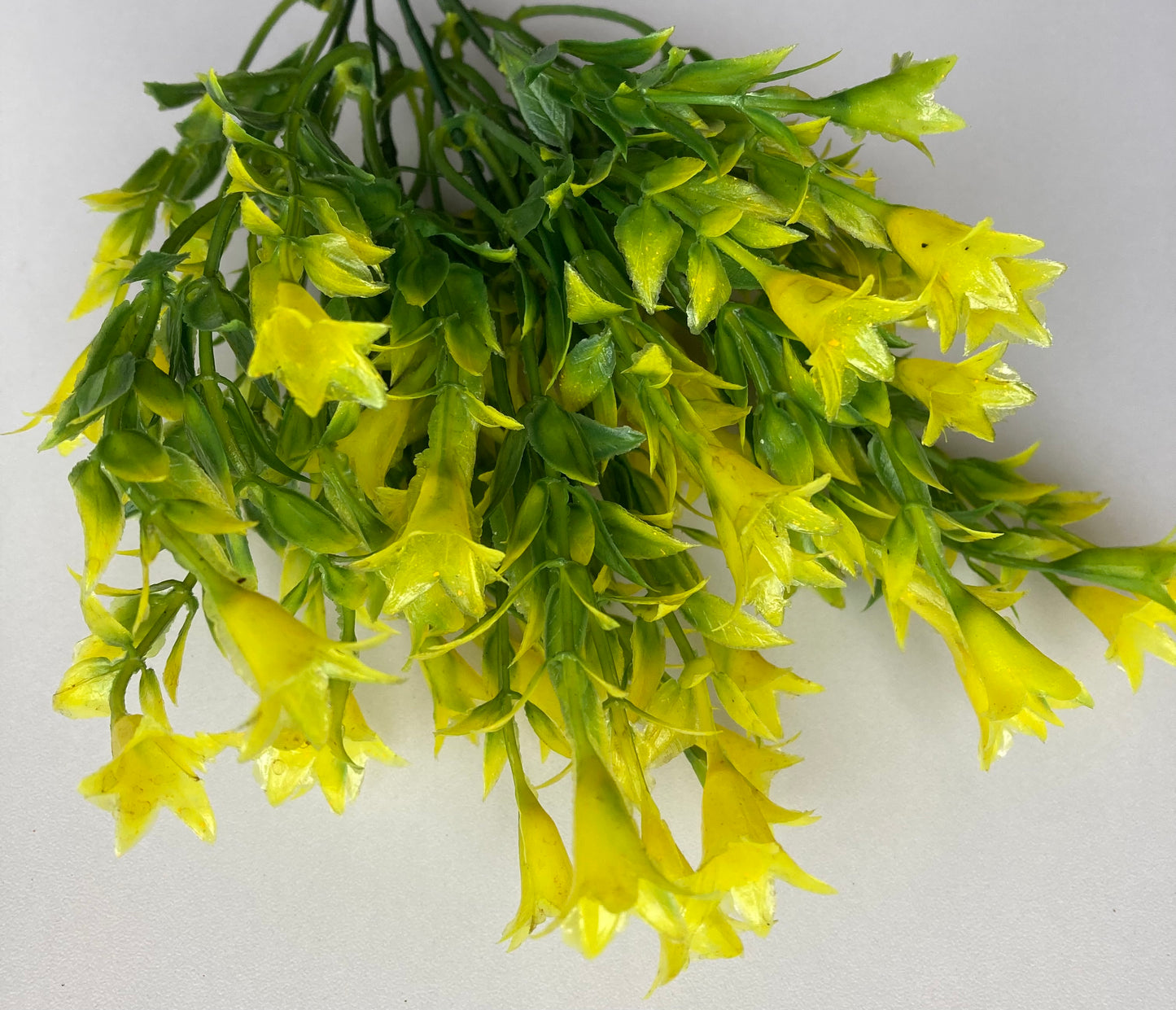 Yellow Wild Lily Flower Foliage