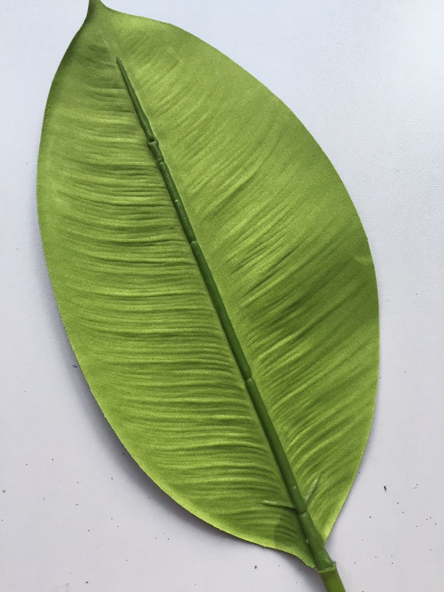 Orchid Leaf