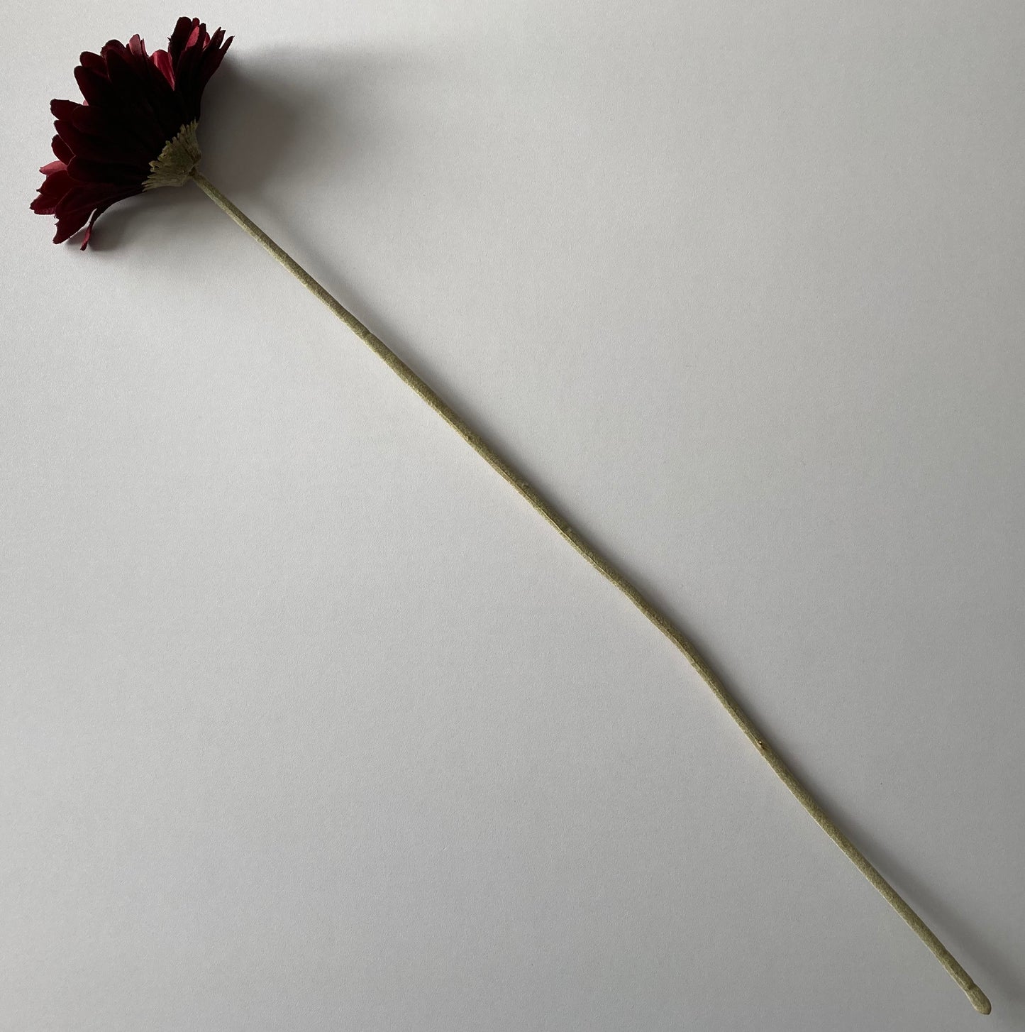 Burgundy Gerbera Single Stem
