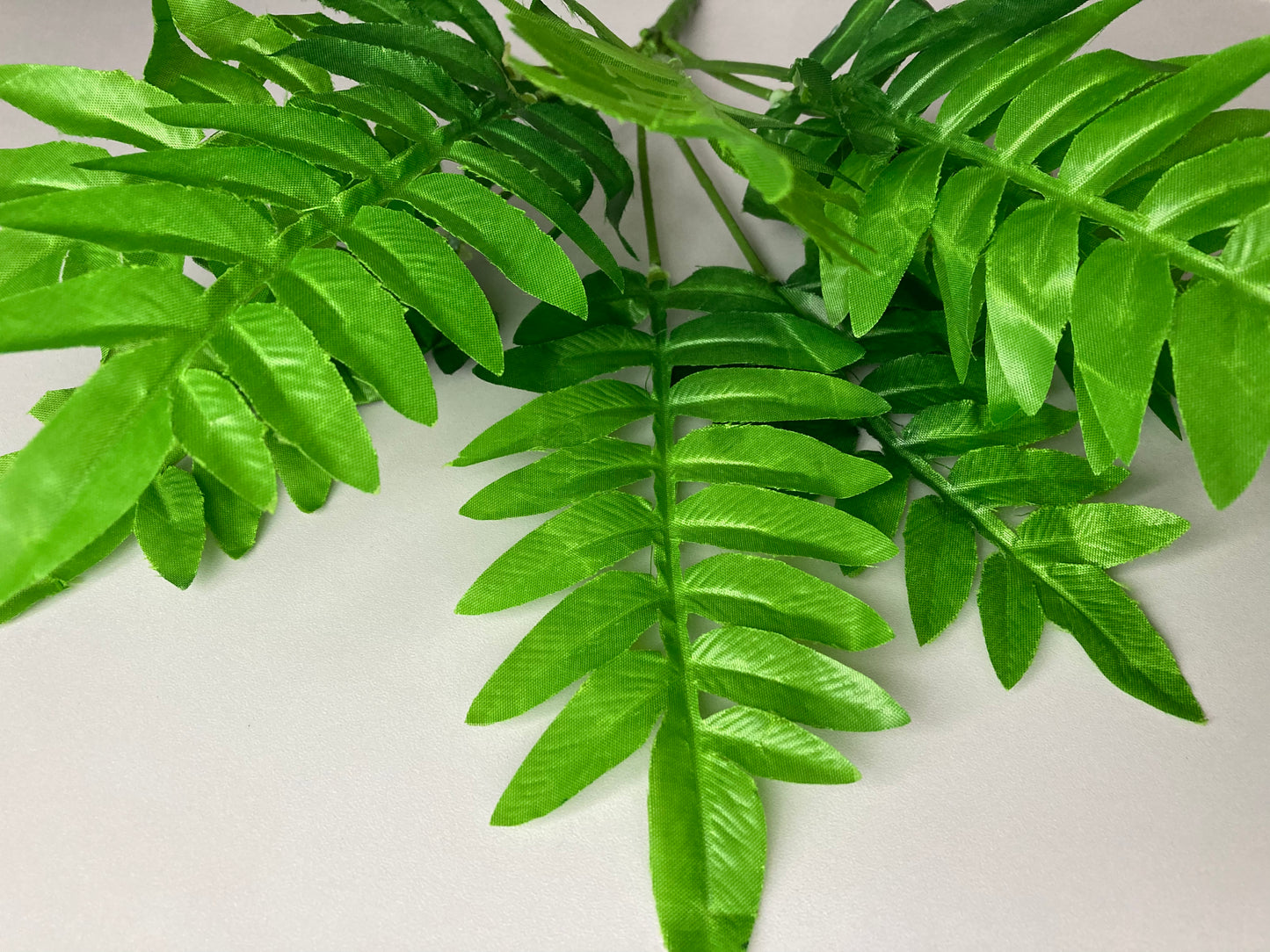 Budget Fern Bunch