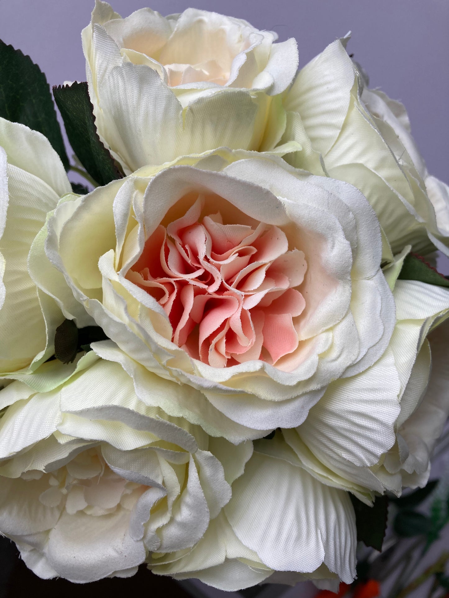 Cabbage Roses
