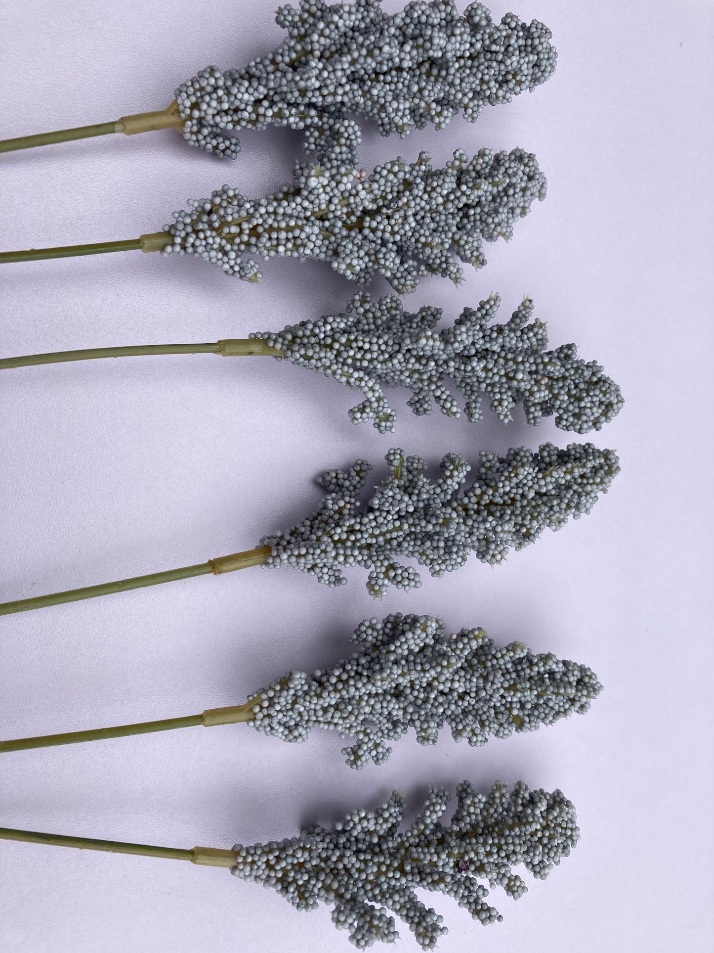 Seeded Grey Astilbe