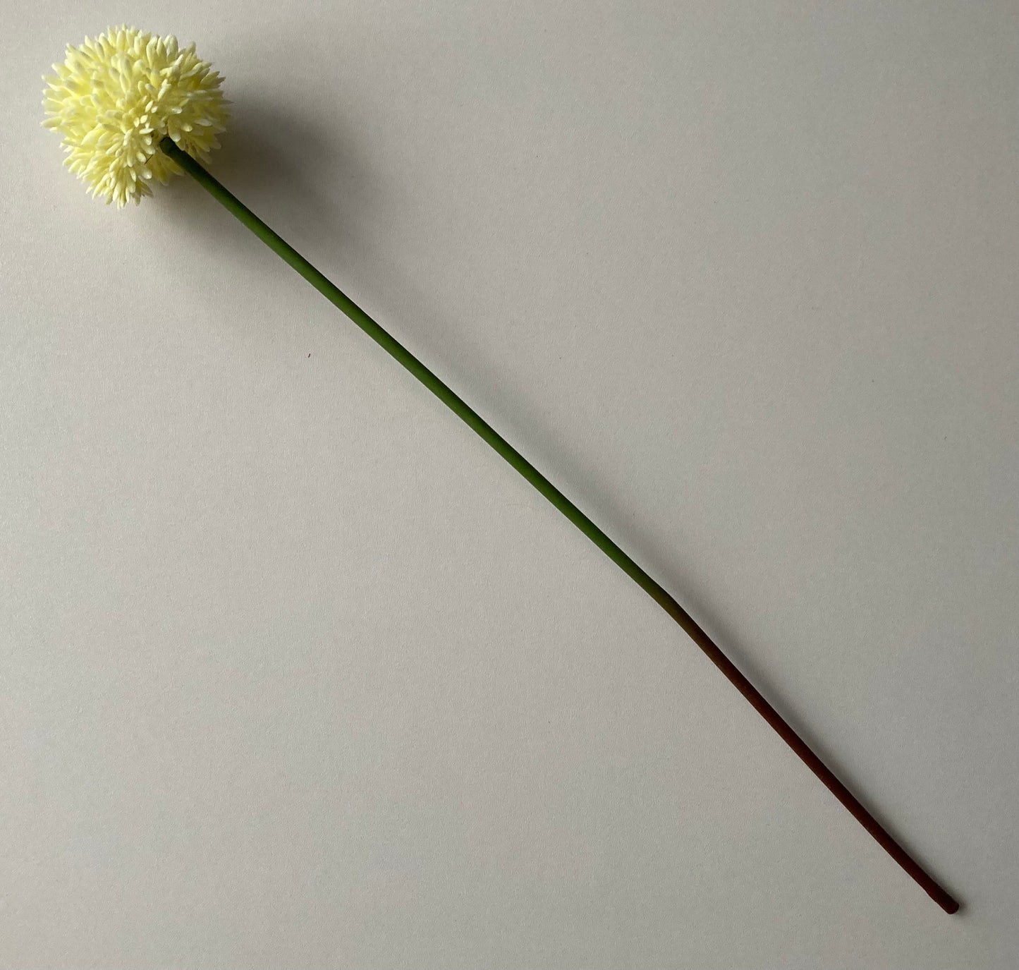 Cream Allium