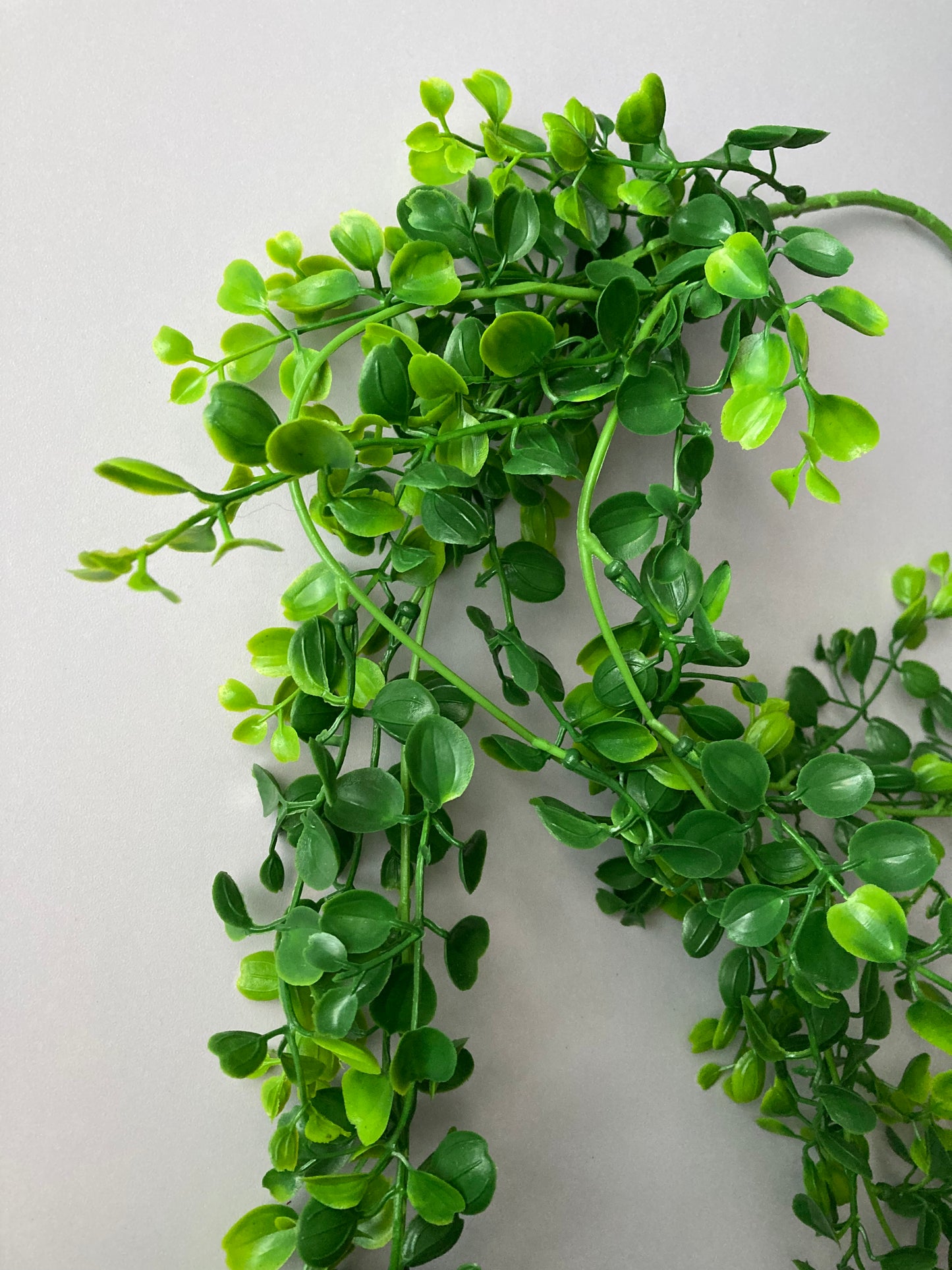 Trailing Leaves