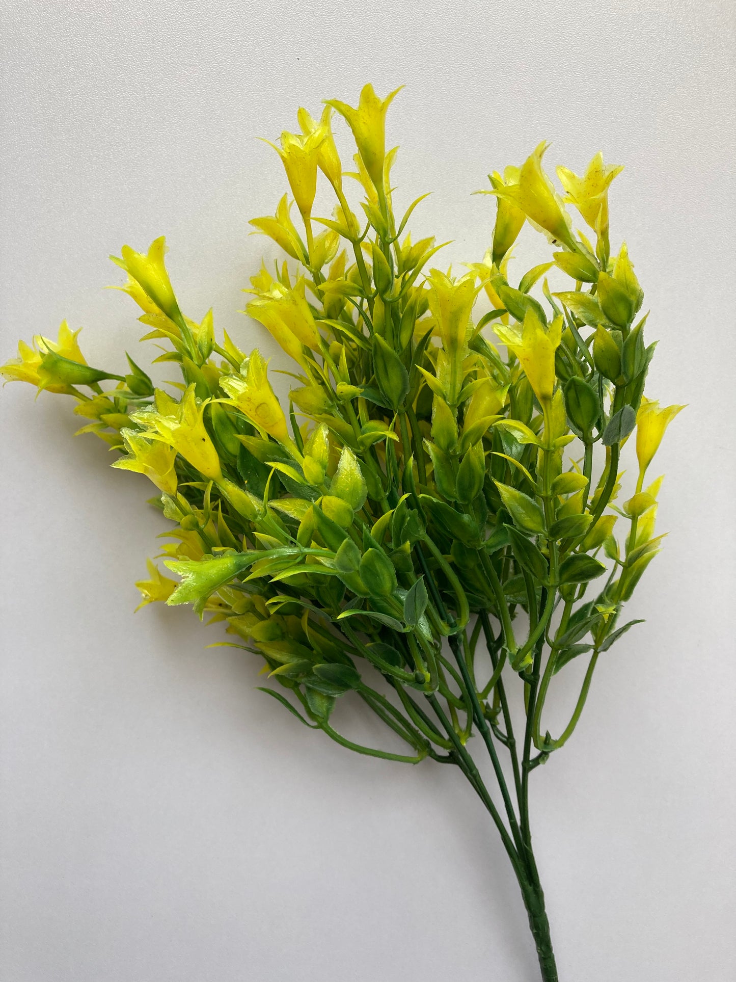 Yellow Wild Lily Flower Foliage
