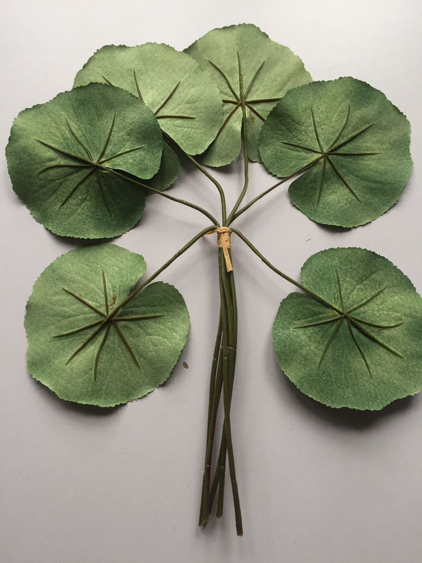 6 Green Galax Leaf Bunch