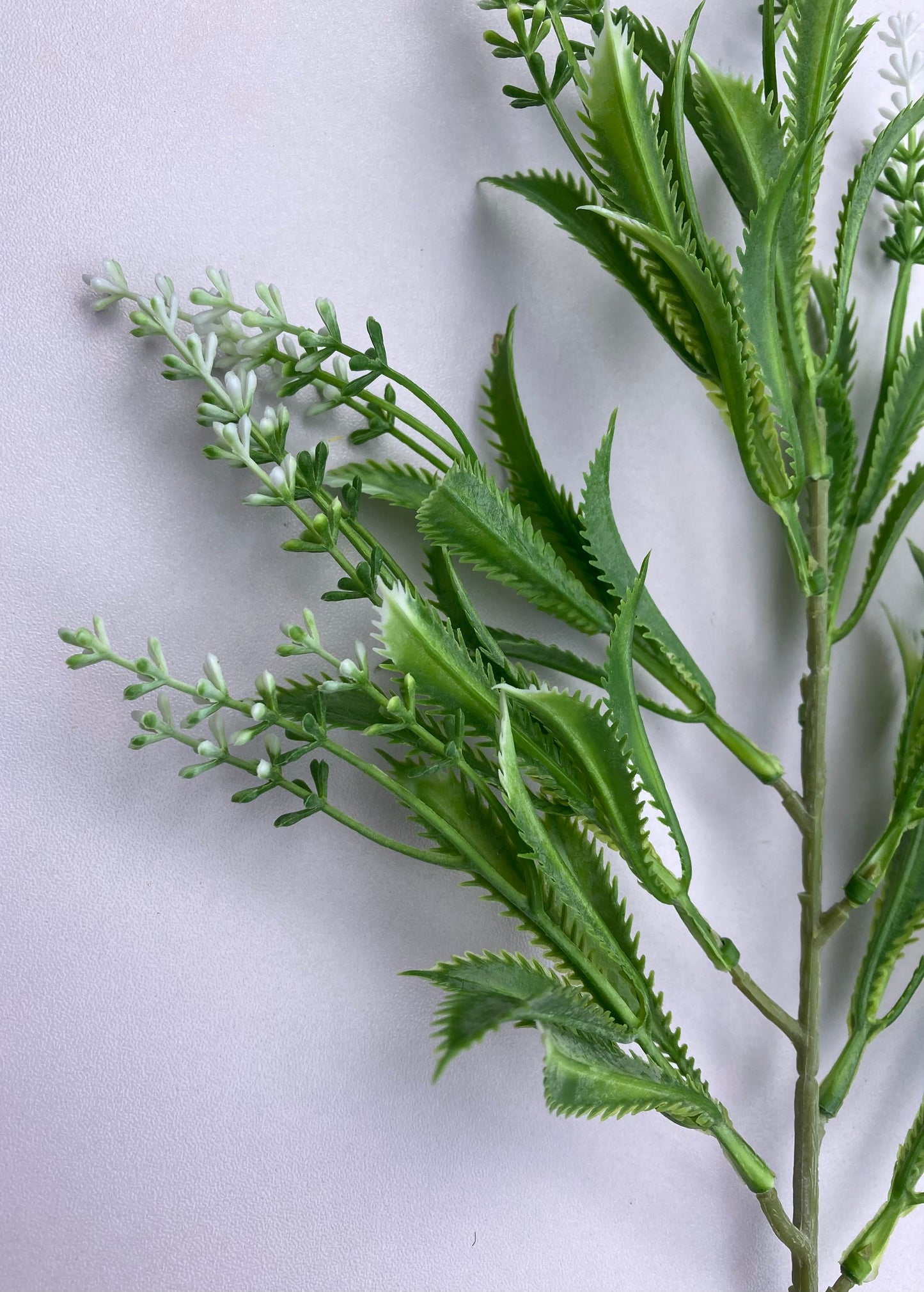 White Tipped Razor Astilbe