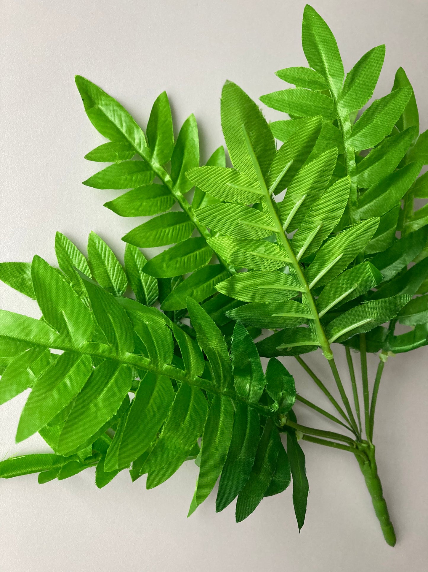 Budget Fern Bunch