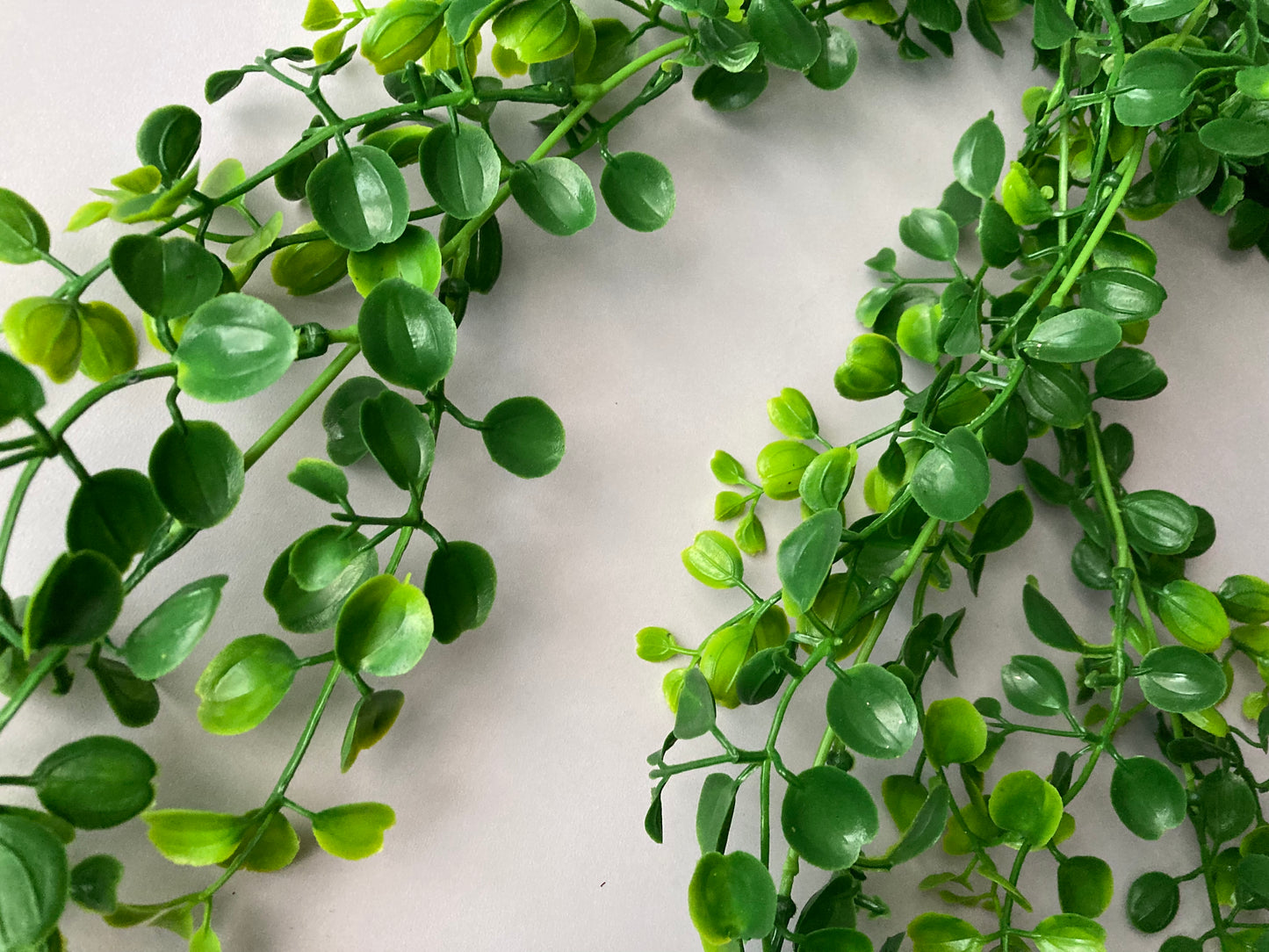 Trailing Leaves