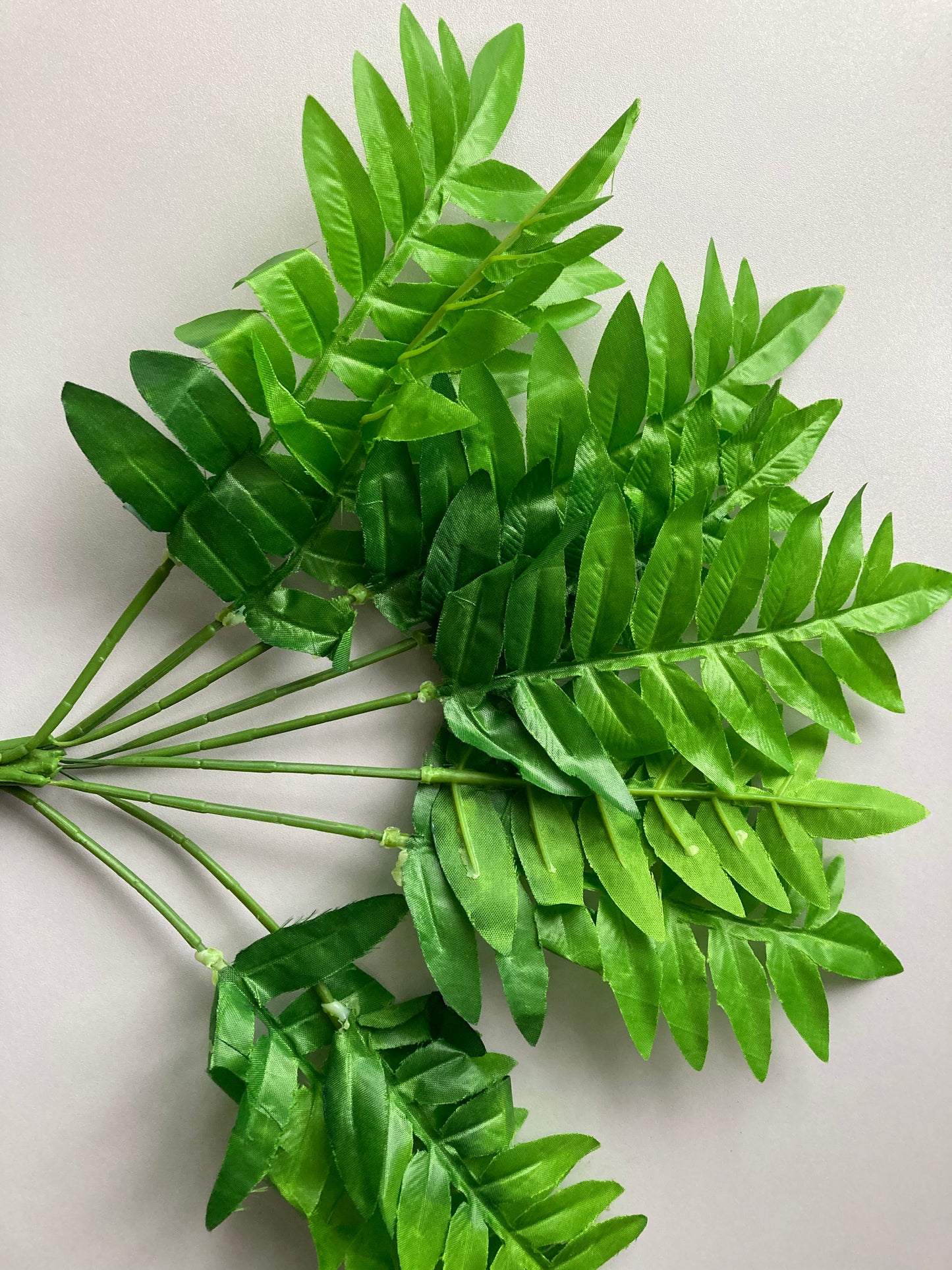 Budget Fern Bunch