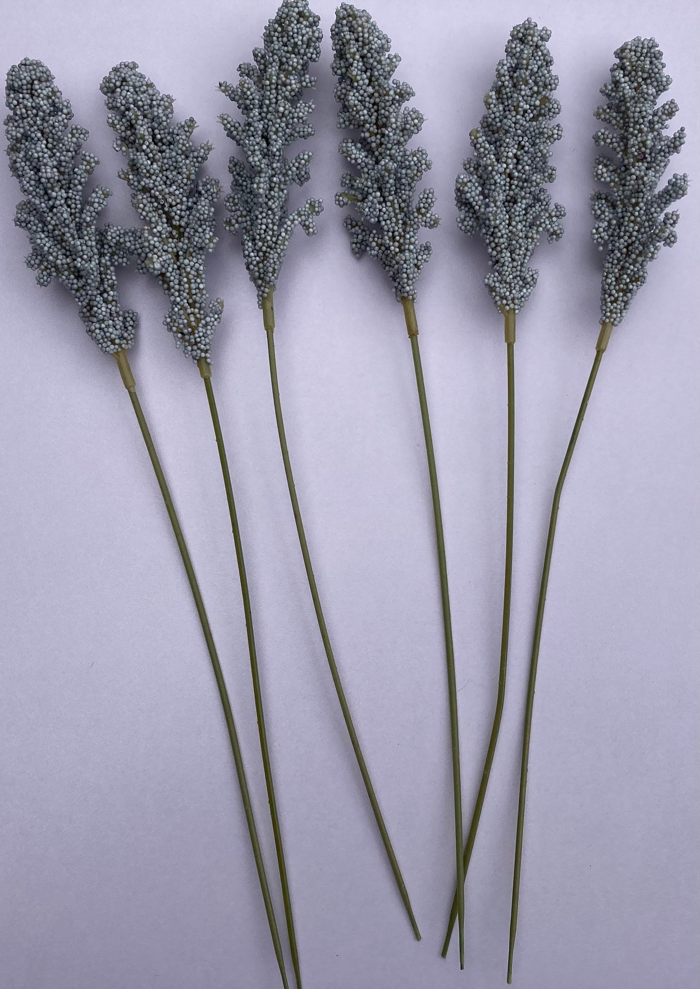 Seeded Grey Astilbe