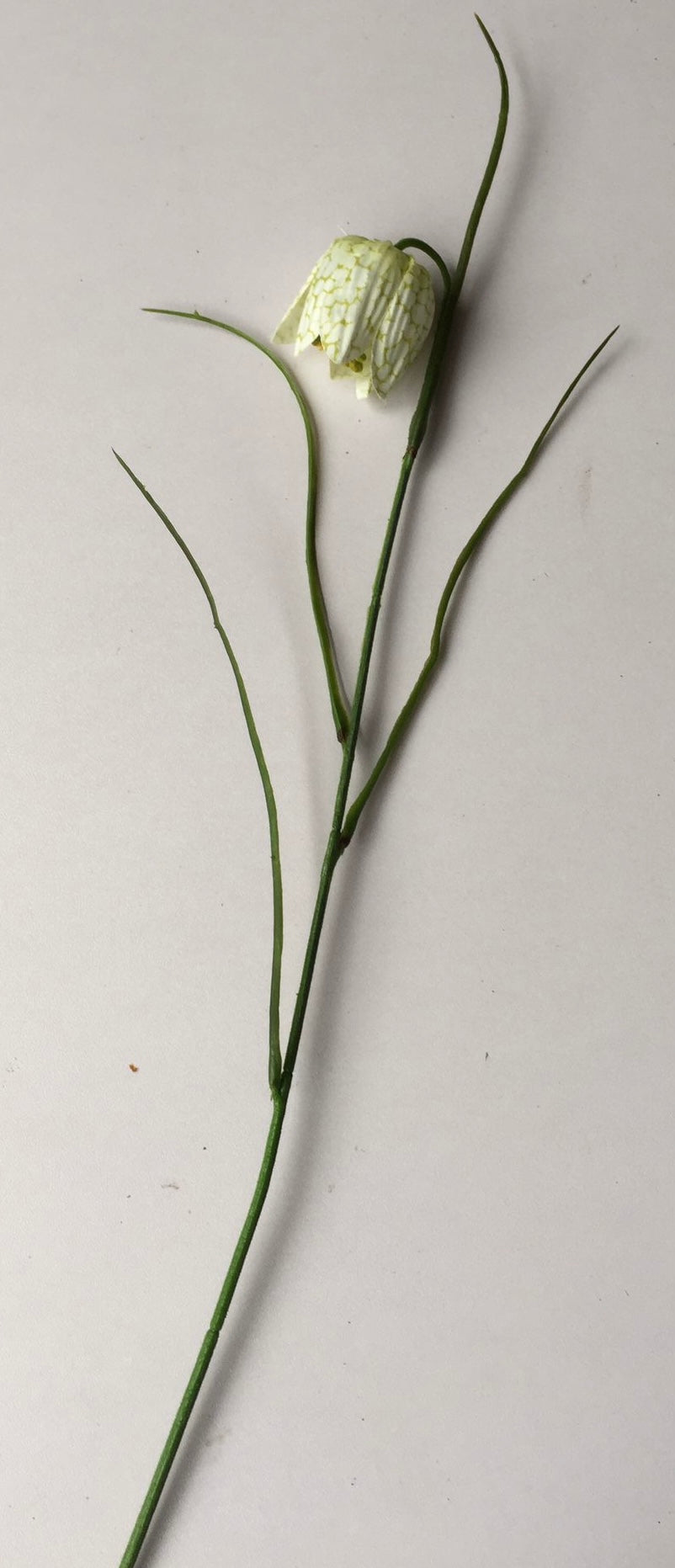 White Fritillaries Single Stem