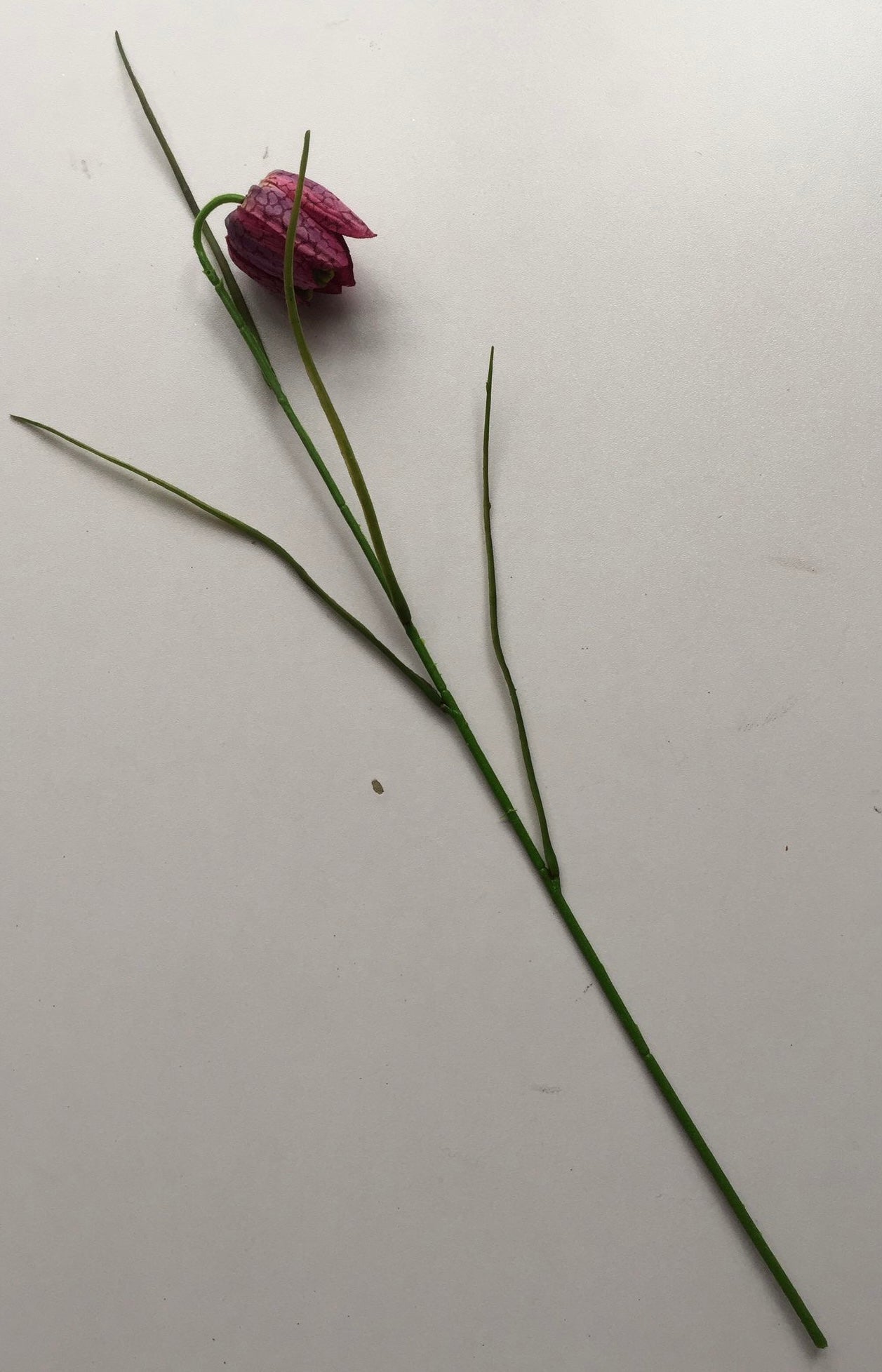 Purple Fritillaries Single Stem