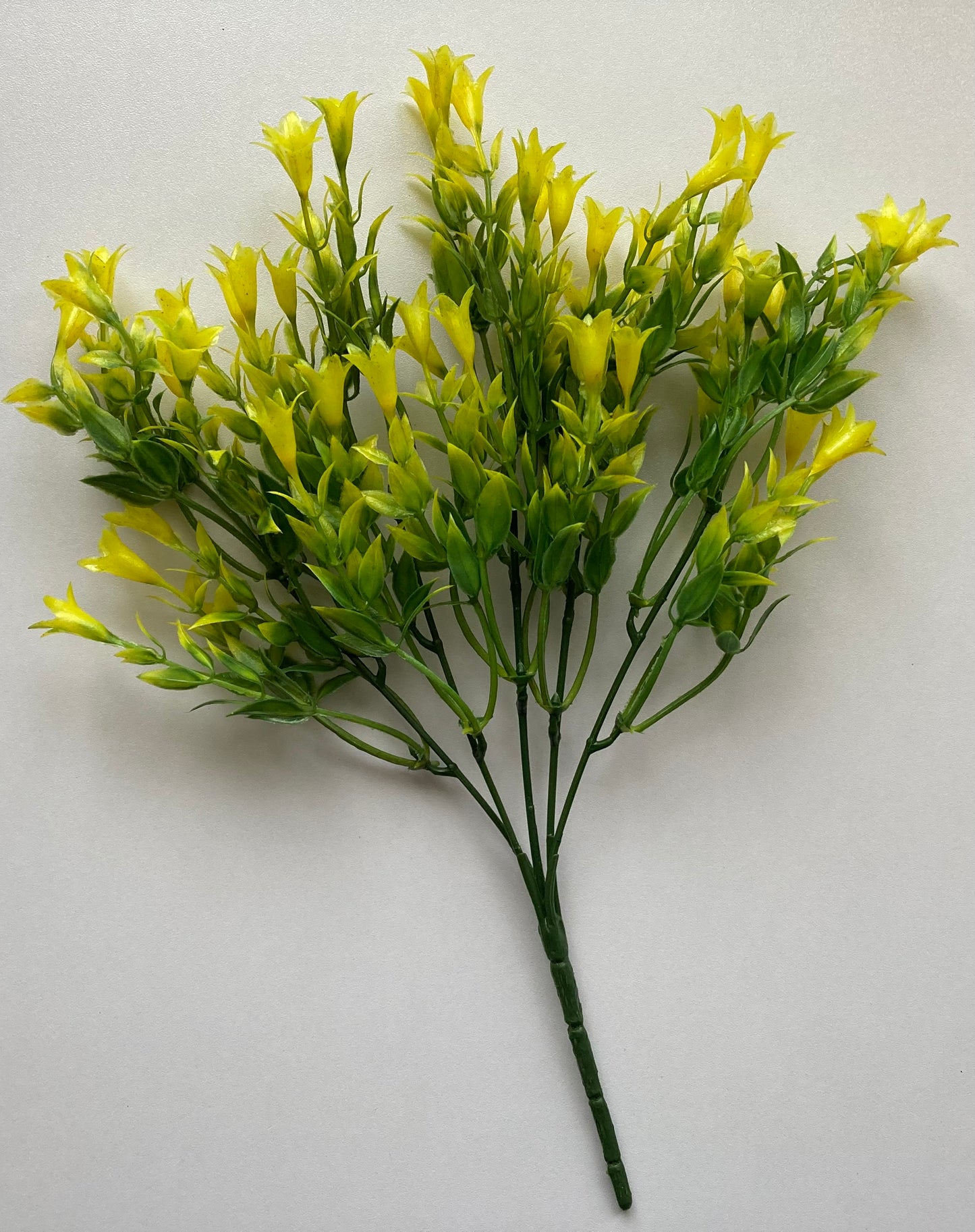 Yellow Wild Lily Flower Foliage