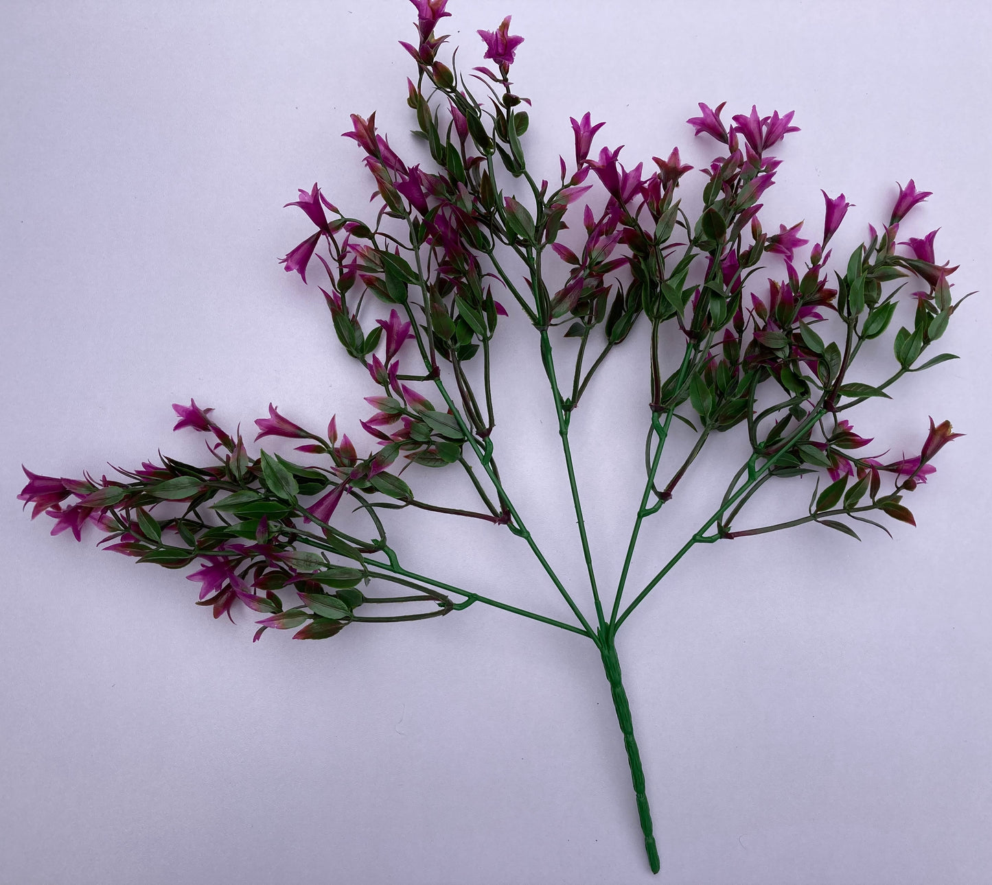 Mauve Wild Lily Flower Foliage