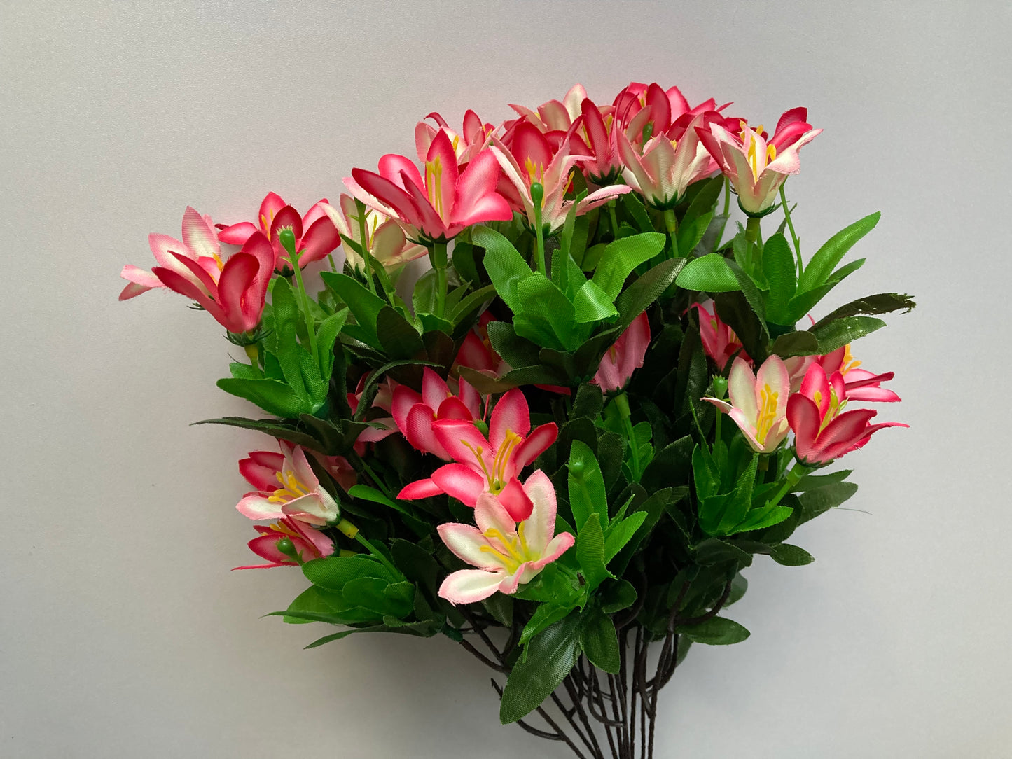 Pink Wild Lily Bush